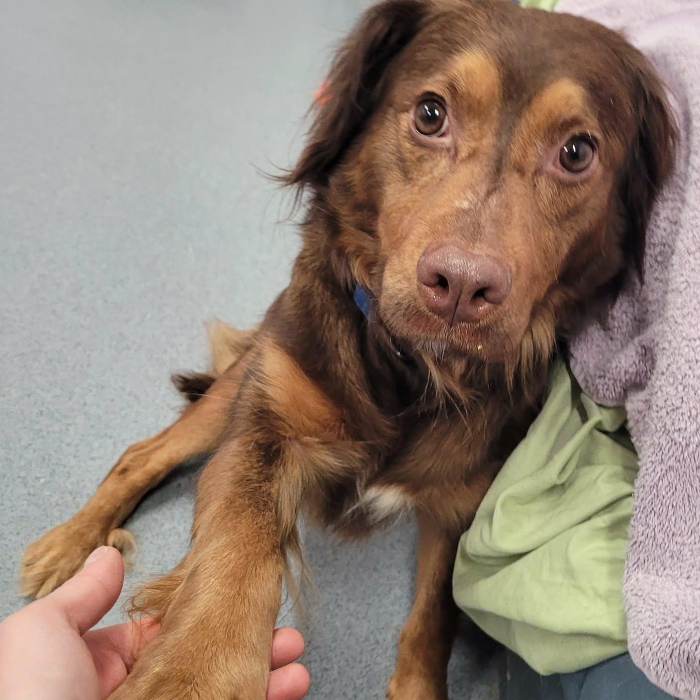 Enlarge Hazel! Sweet Quiet Girl!, an adopted mixed breed in Meriden, CT image 6/6