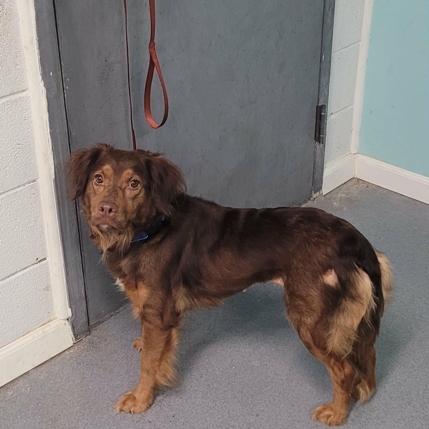 Enlarge Hazel! Sweet Quiet Girl!, an adopted mixed breed in Meriden, CT image 5/6