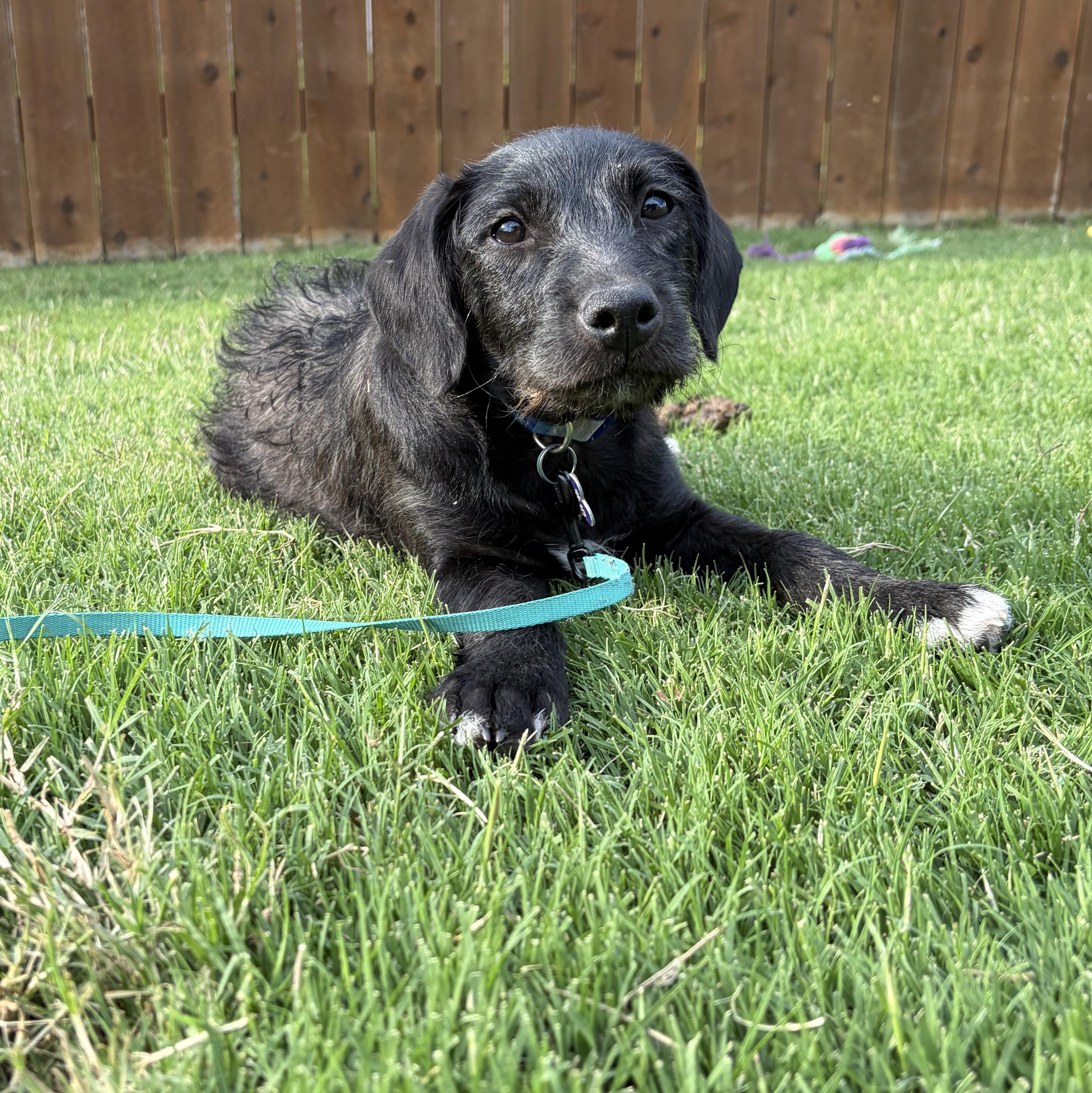 Baby Ray, an adopted mixed breed in Waterbury, CT image 1/6