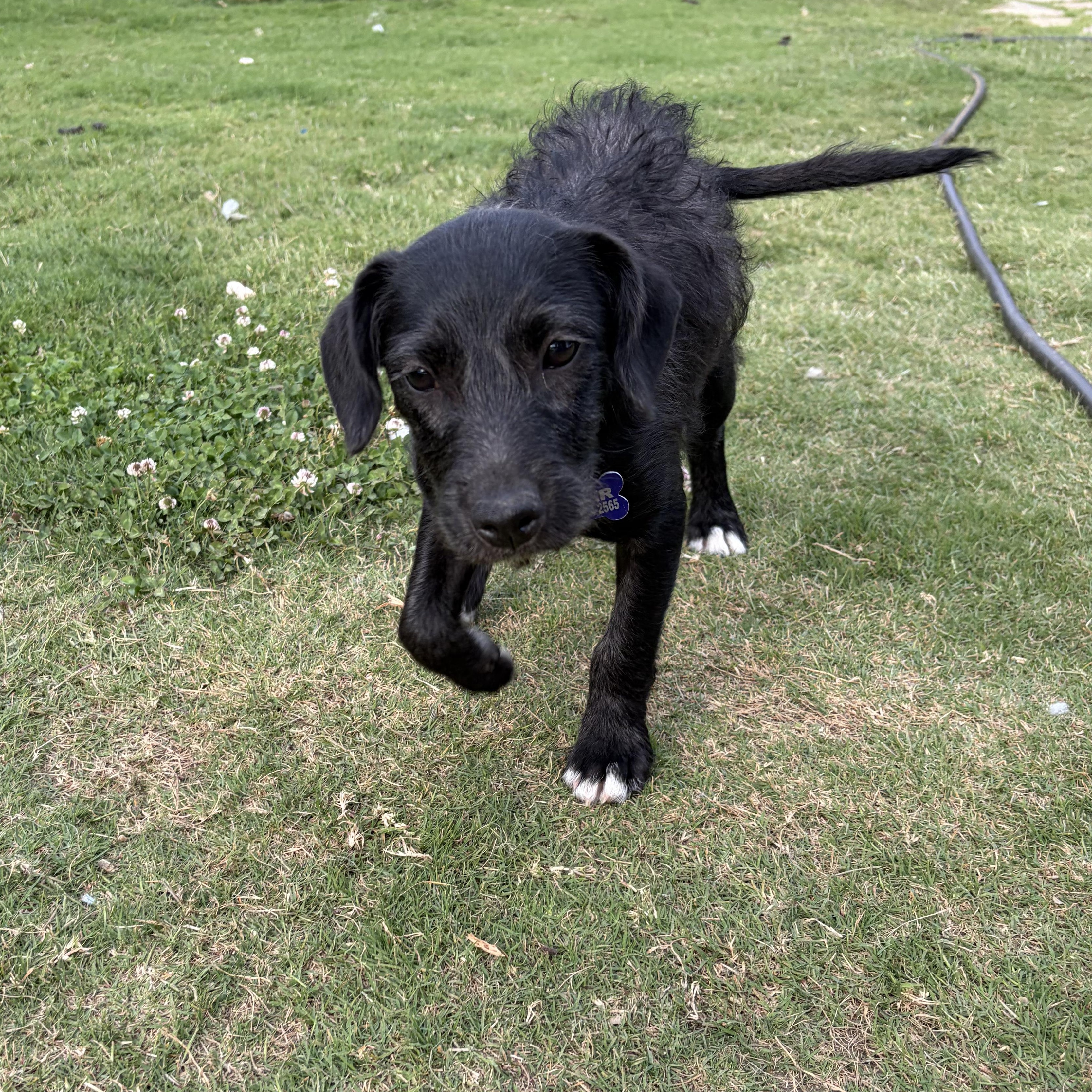 Baby Ray, an adopted mixed breed in Waterbury, CT image 2/6