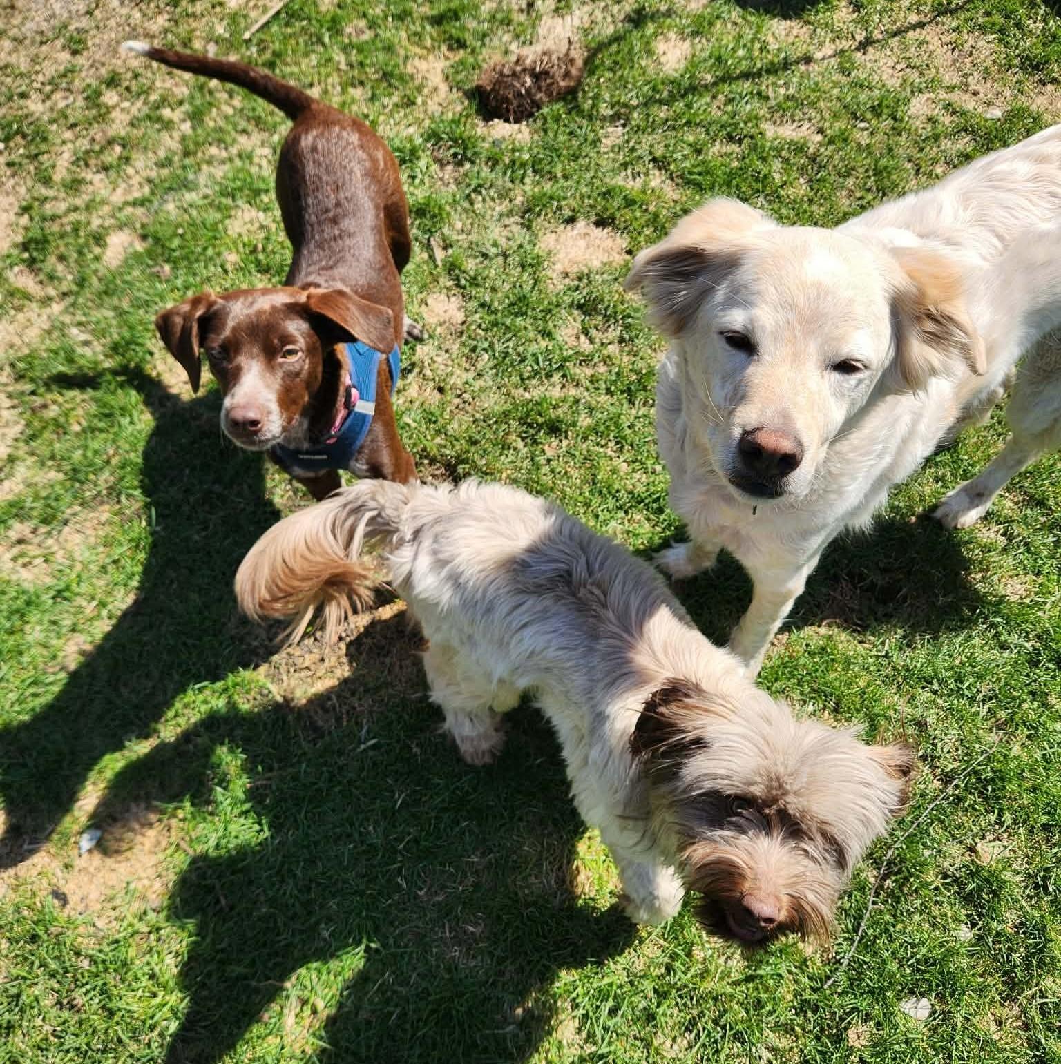 Enlarge Wilhelmina, an adopted mixed breed in Palatine, IL image 5/5