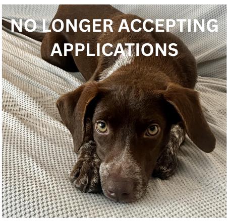 Wilhelmina, adopted, Puppy Female Pointer & Mixed Breed.