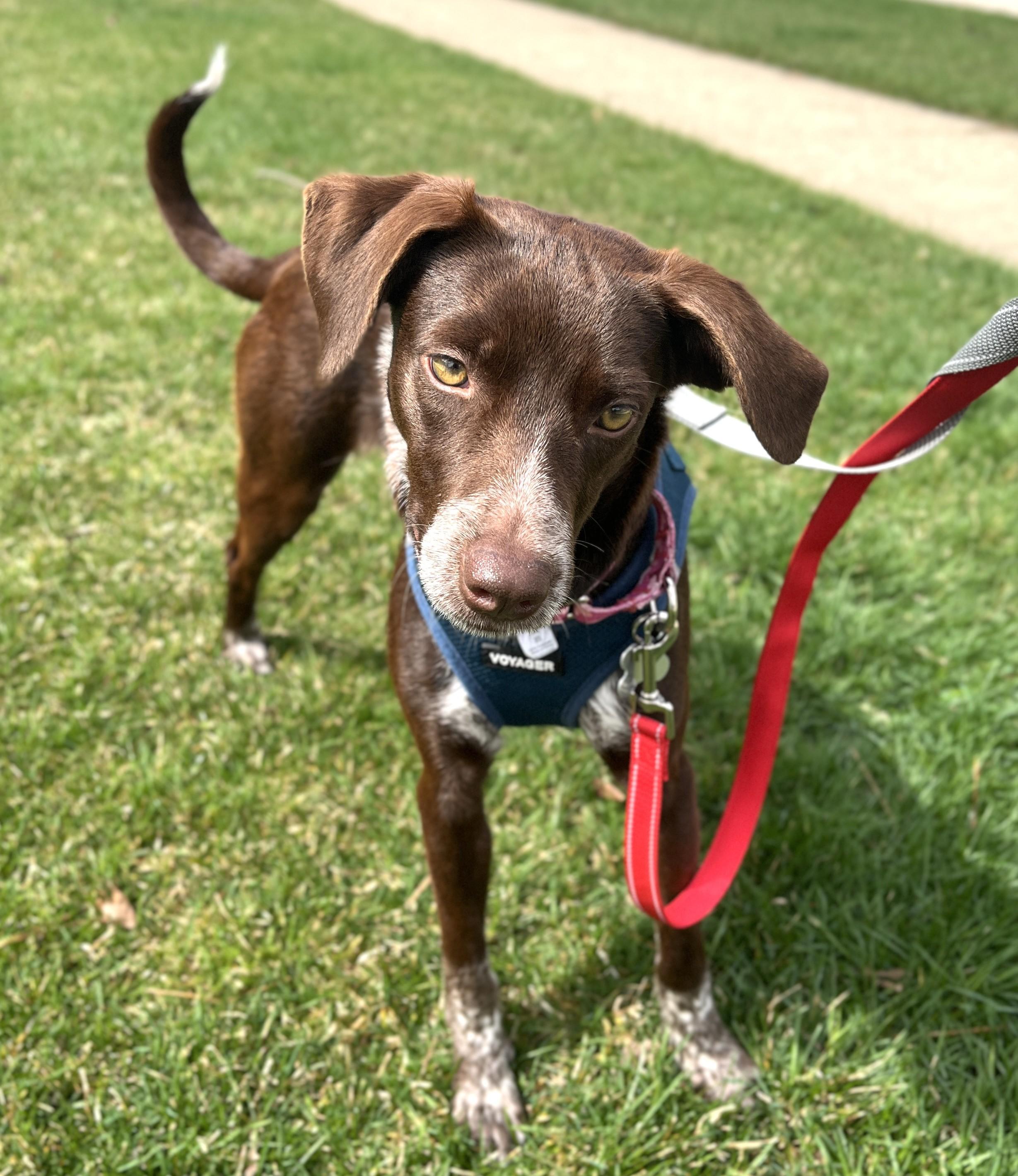 Enlarge Wilhelmina, an adopted mixed breed in Palatine, IL image 4/5