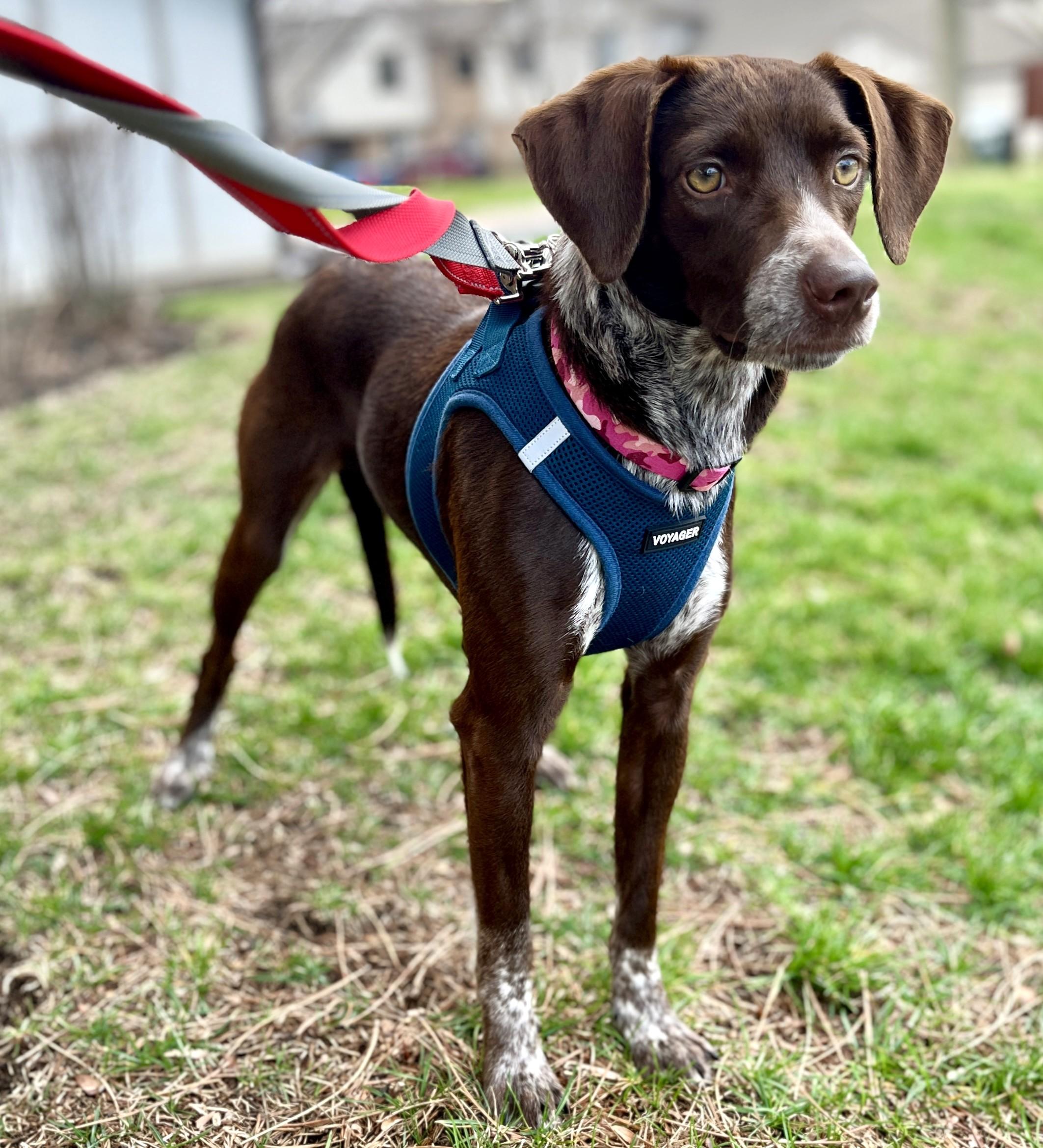 Enlarge Wilhelmina, an adopted mixed breed in Palatine, IL image 3/5