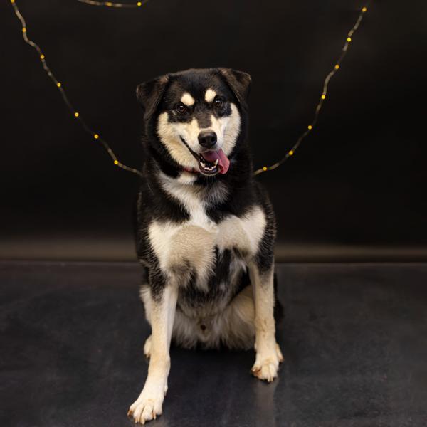 In Foster - Ozzy, a Adoptable mixed breed in Lawrenceville, GA image 1/2