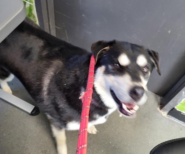 In Foster - Ozzy, a Adoptable mixed breed in Lawrenceville, GA image 2/2