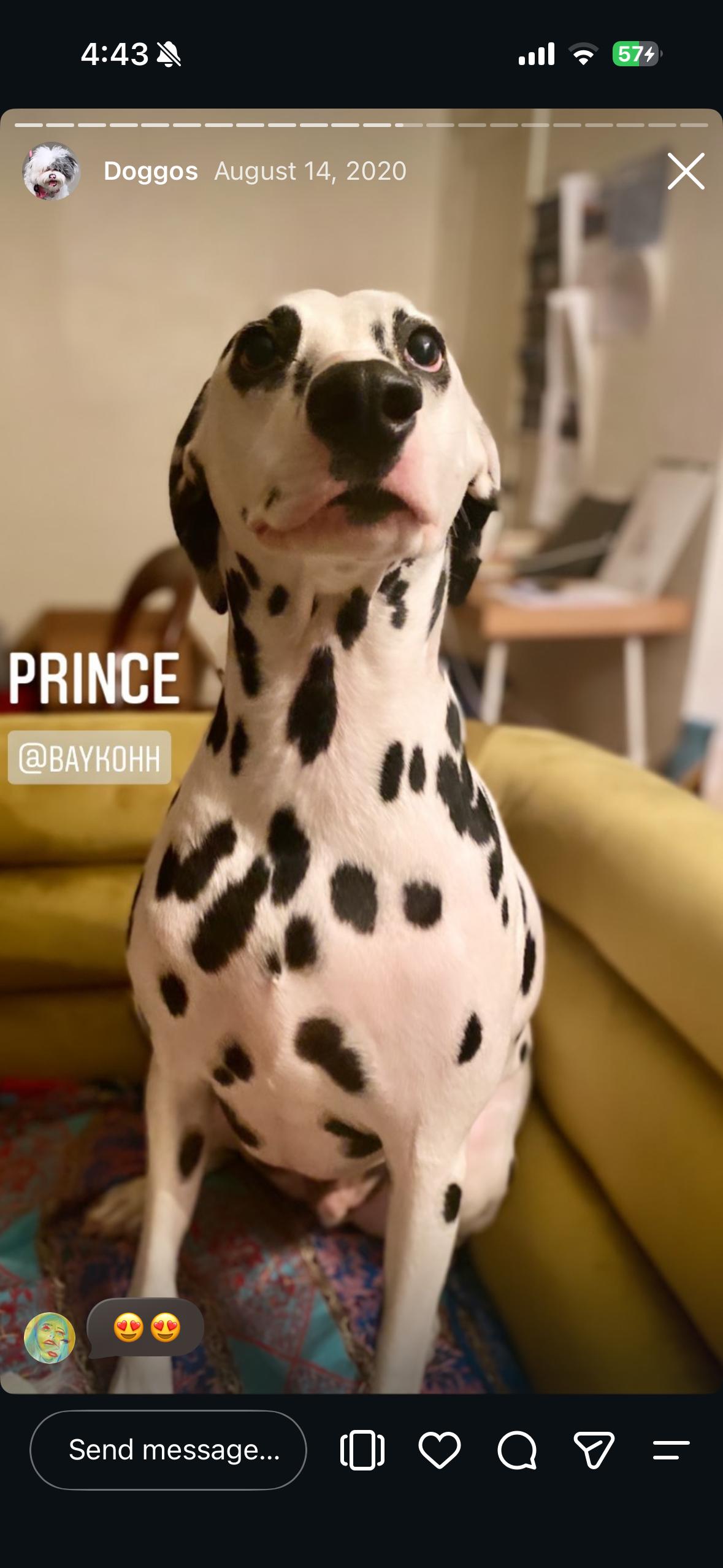 Enlarge Prince-Phoenix, AZ - Foster Only, a Adoptable Dalmatian in Phoenixi, AZ image 3/3