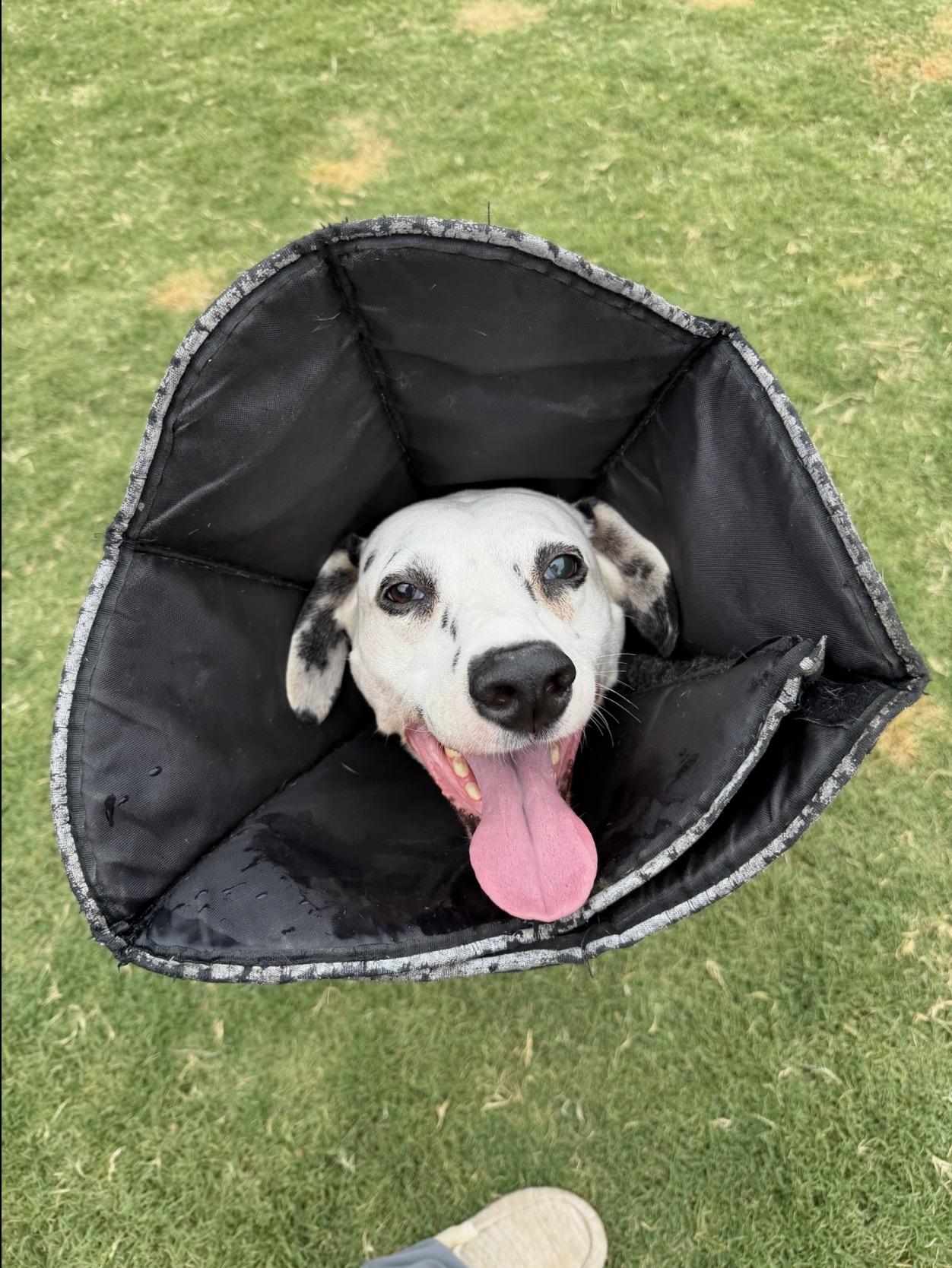 Prince-Phoenix, AZ - Foster Only, Adoptable, Adult Male Dalmatian.