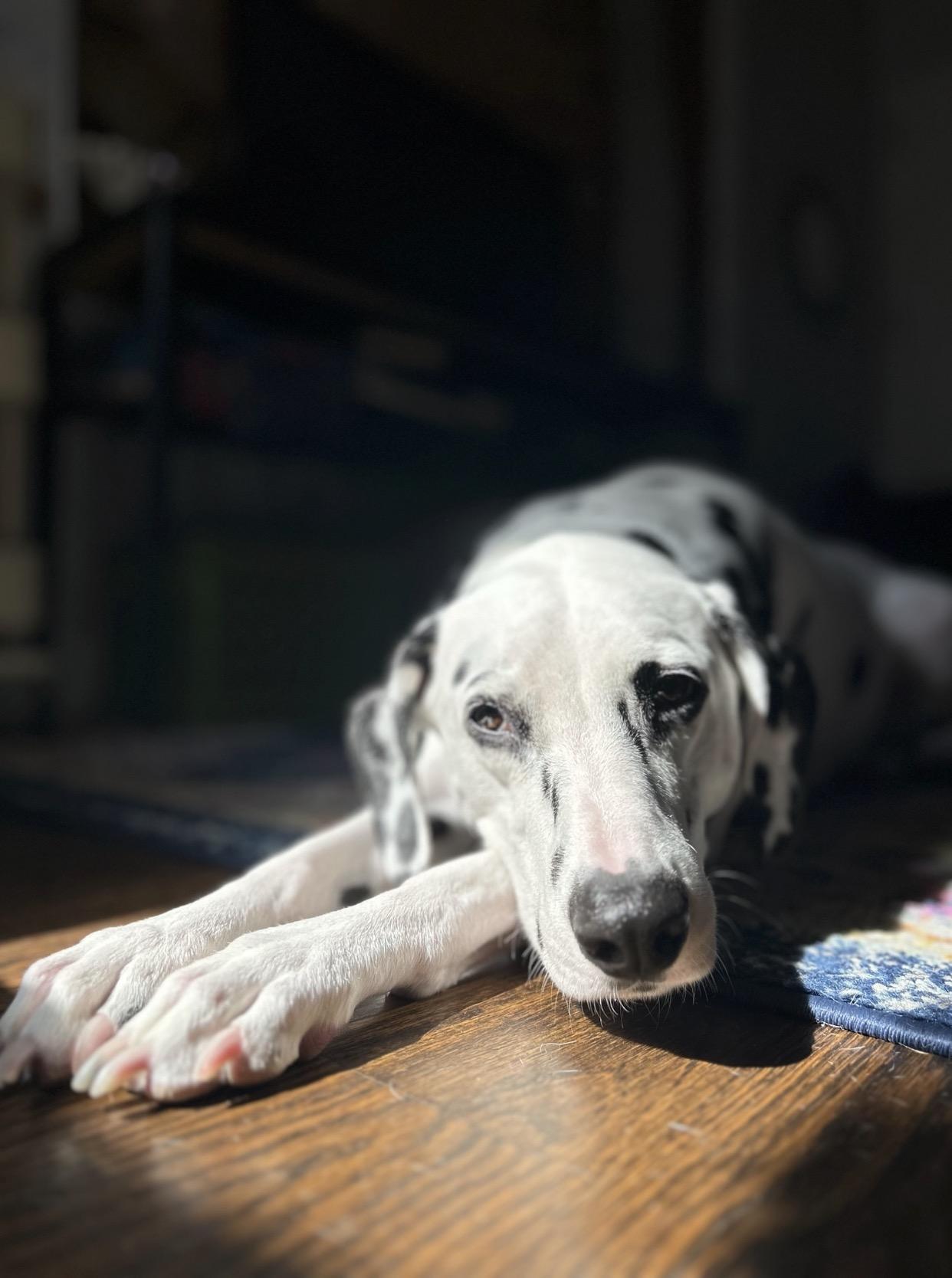 Enlarge Prince-Phoenix, AZ - Foster Only, a Adoptable Dalmatian in Phoenixi, AZ image 2/3