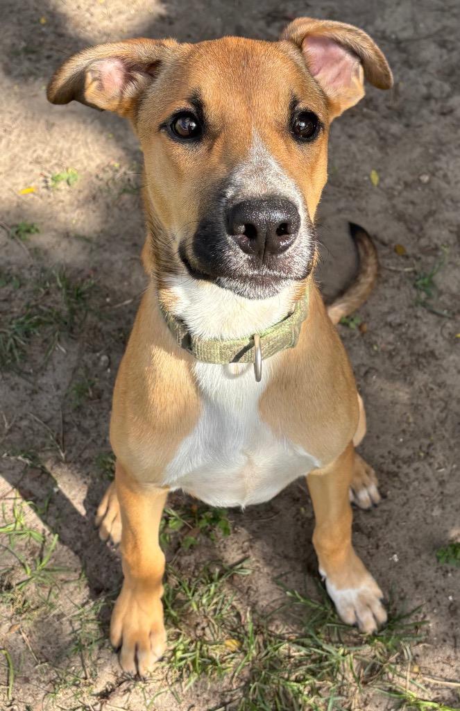 Ruston, Adoptable, Young Male Mixed Breed.