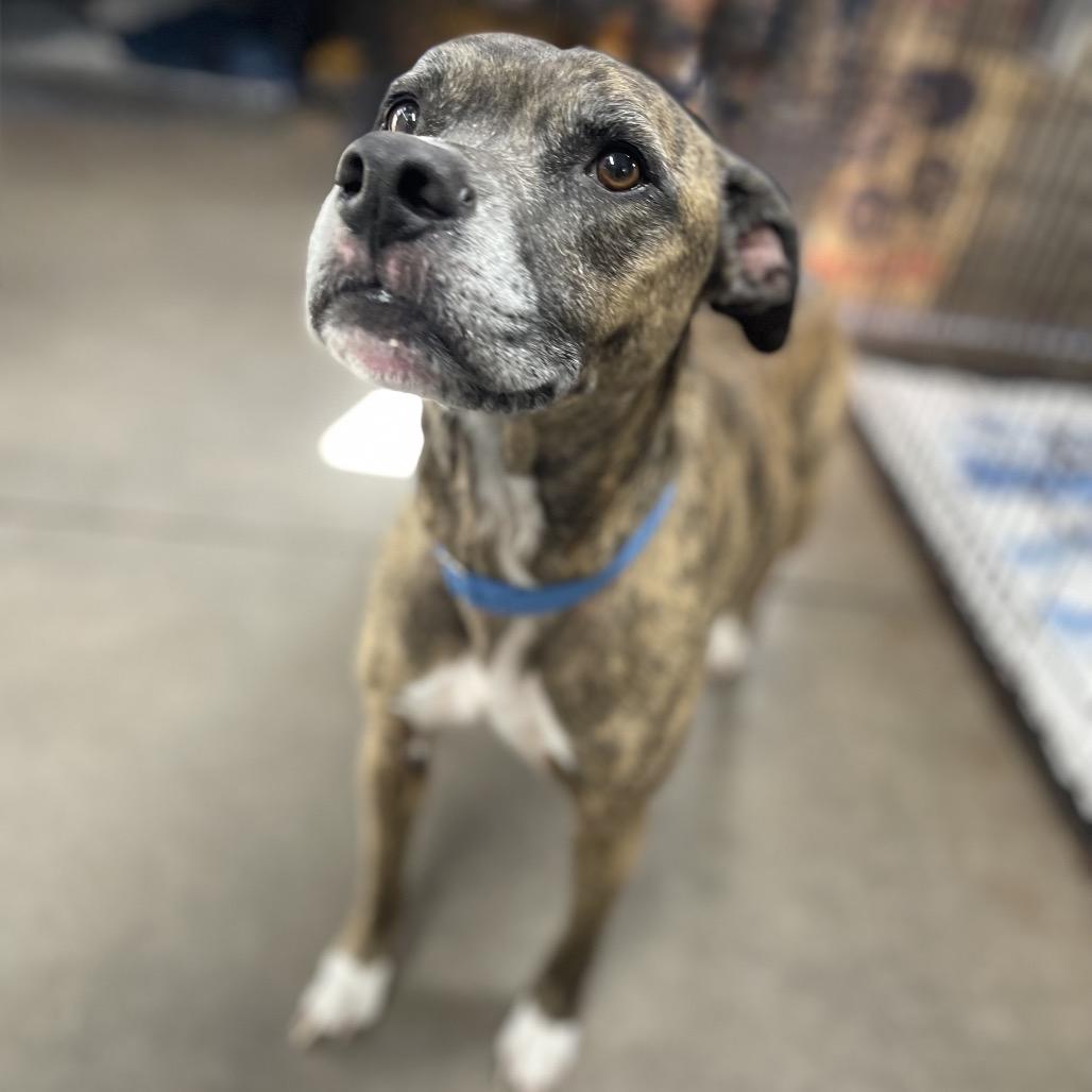 Joker, Adoptable, Senior Male Pit Bull Terrier.