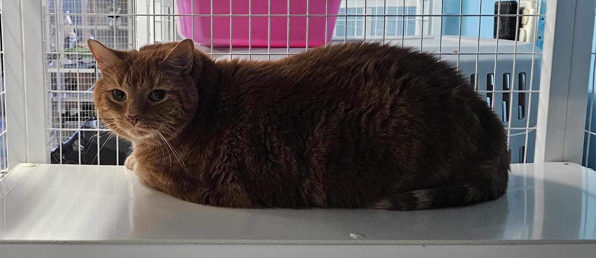 Delacort, ADOPTABLE, Adult Male Domestic Short Hair.