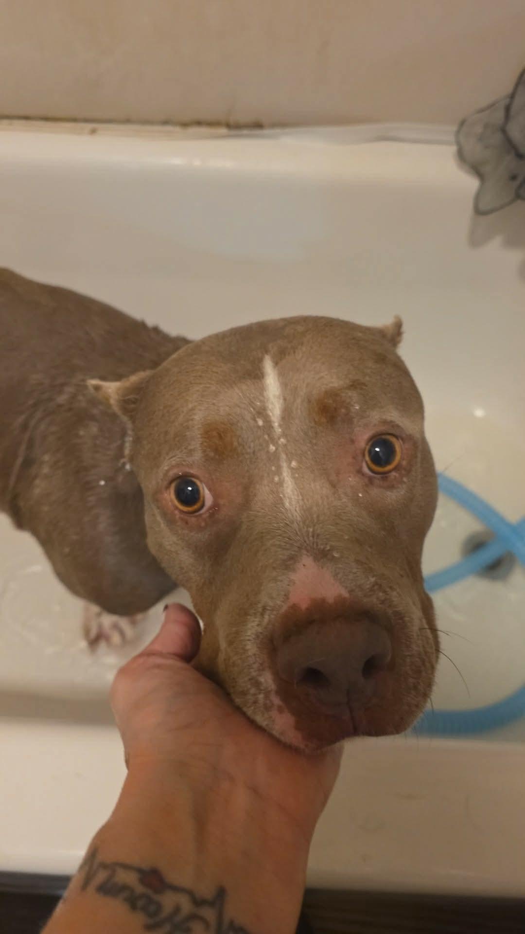 Enlarge Fable, a Adoptable mixed breed in Eugene, OR image 3/5