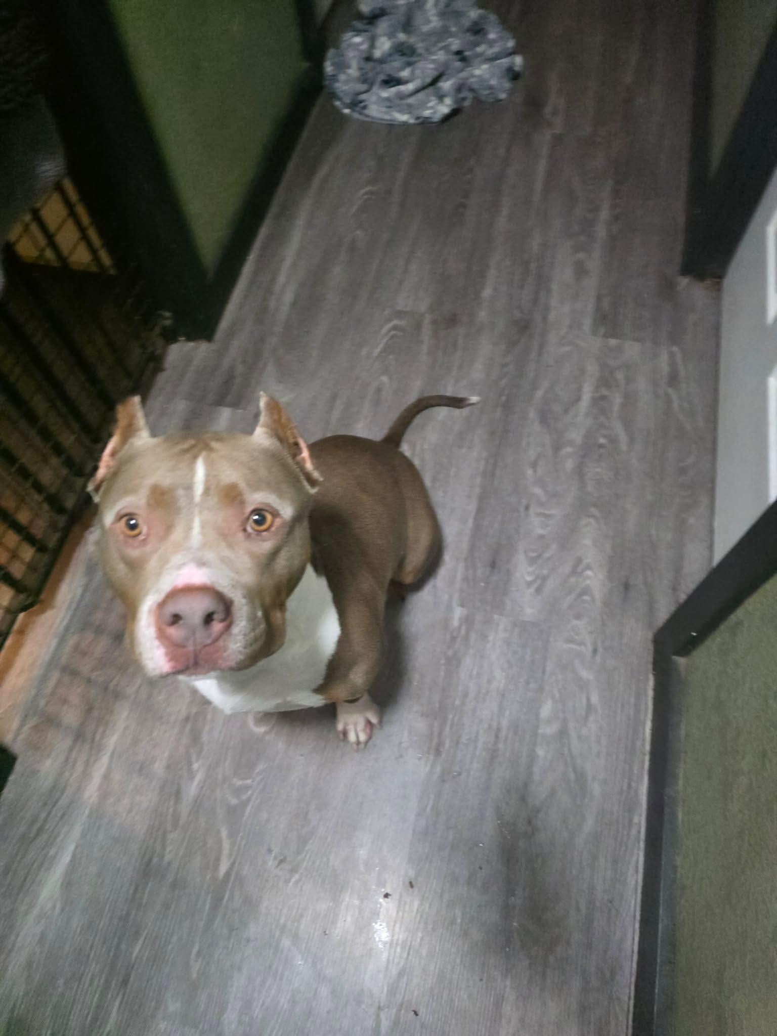 Enlarge Fable, a Adoptable mixed breed in Eugene, OR image 1/5