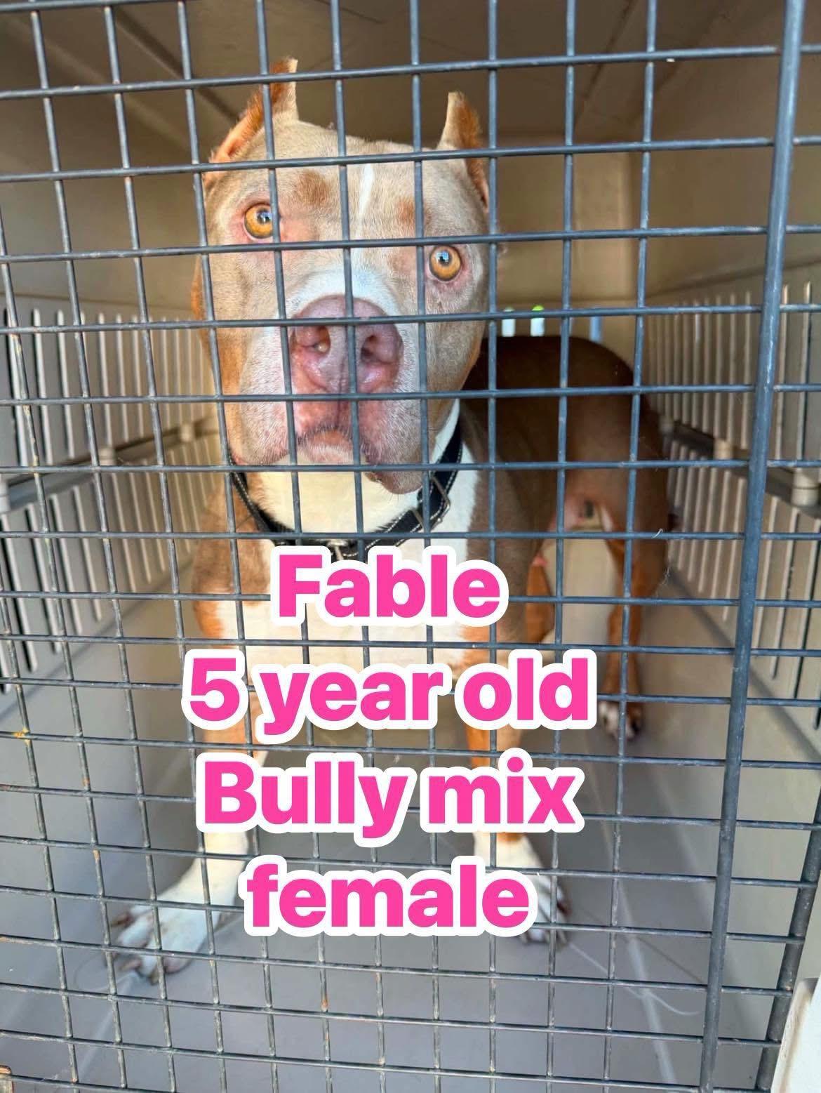 Fable, ADOPTABLE, Adult Female Pit Bull Terrier.
