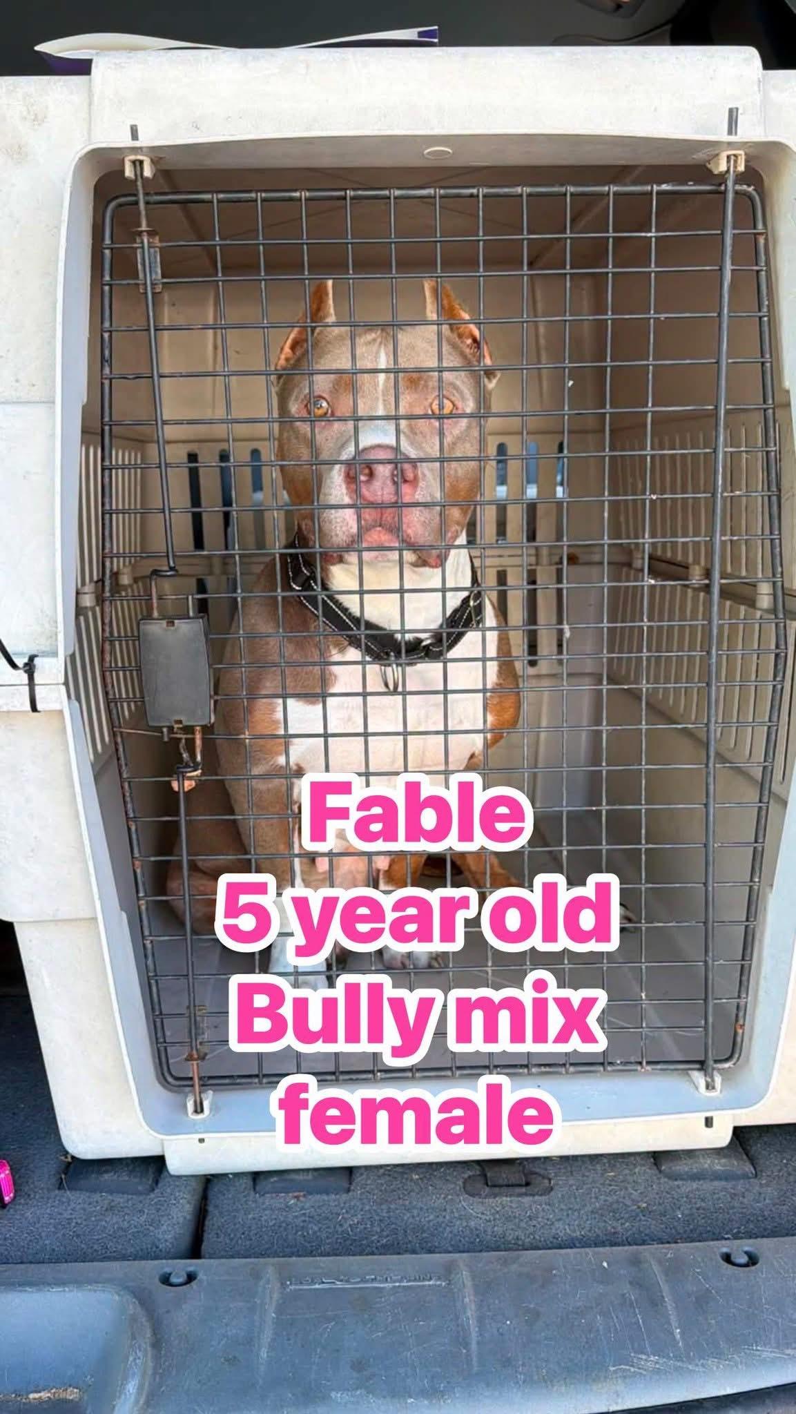 Enlarge Fable, a ADOPTABLE mixed breed in Eugene, OR image 2/2