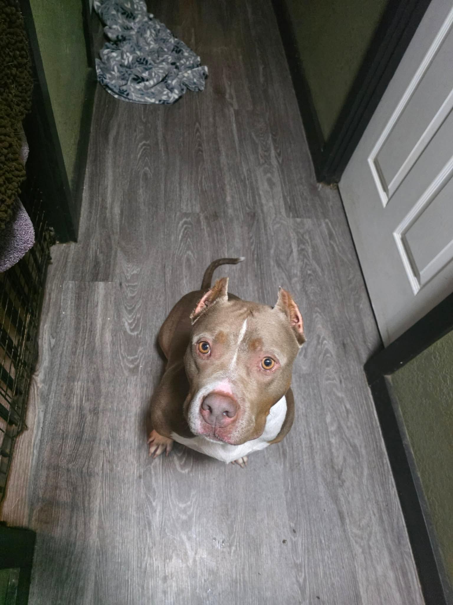 Enlarge Fable, a Adoptable mixed breed in Eugene, OR image 4/5