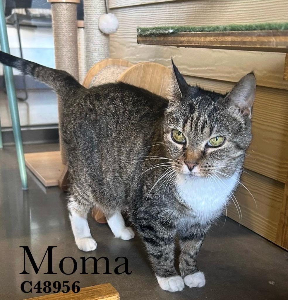 Moma, Adoptable, Senior Female Domestic Medium Hair.