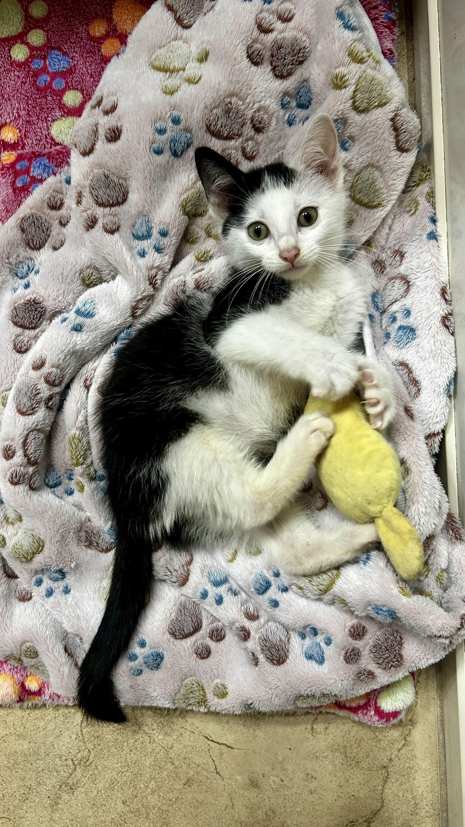 Sunny, a Adopted Domestic Short Hair in Orlando, FL image 1/3