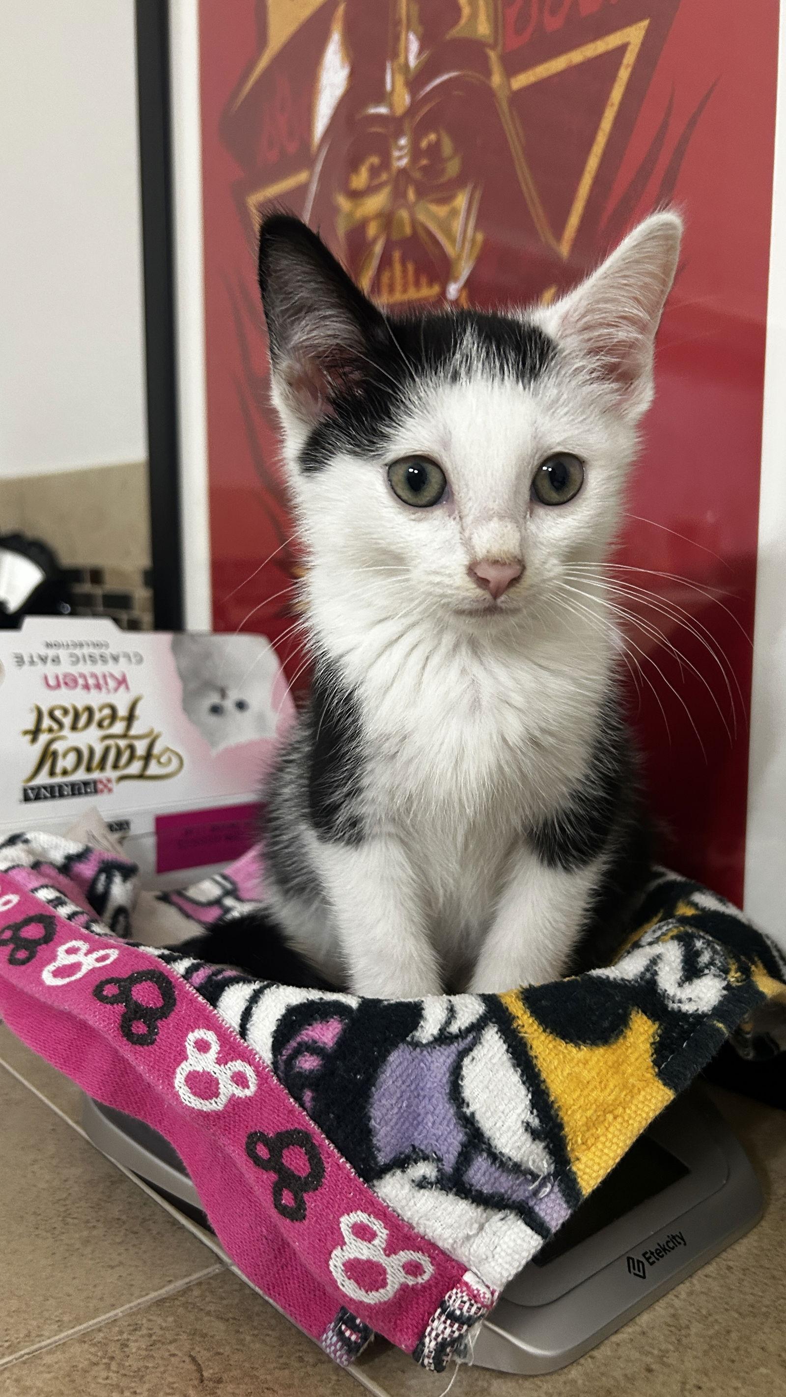 Sunny, a Adopted Domestic Short Hair in Orlando, FL image 2/3