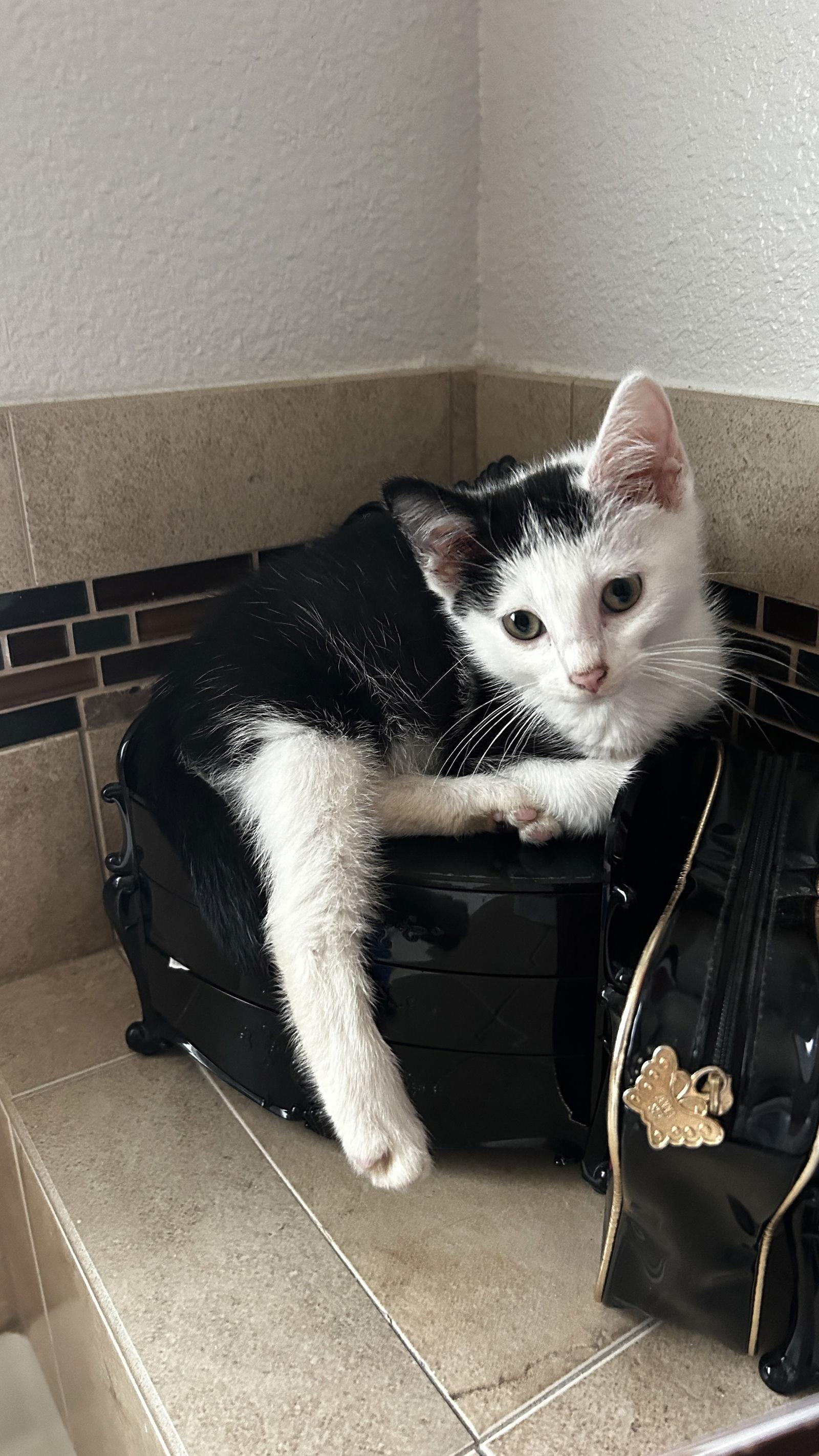 Sunny, a Adopted Domestic Short Hair in Orlando, FL image 3/3