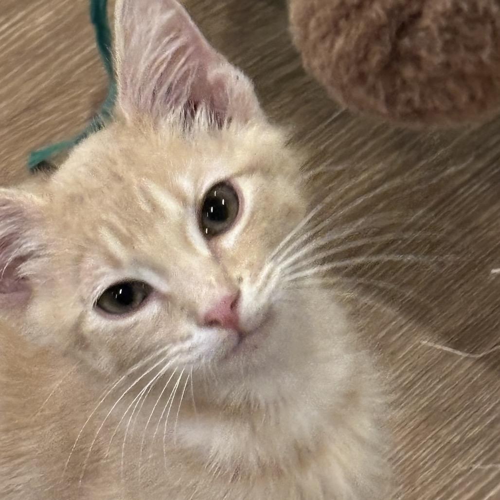 Harley 2204, Adoptable, Kitten Male Domestic Short Hair.