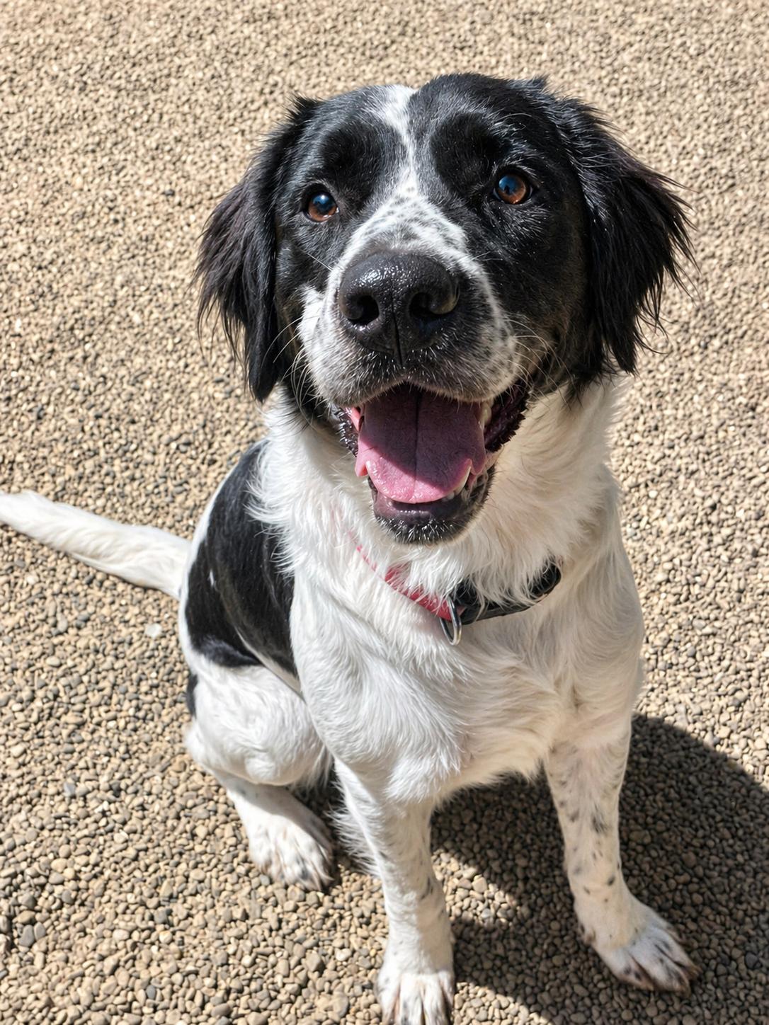 Samuel, adopted, Young Male Mixed Breed.