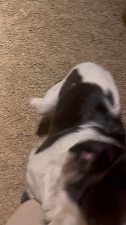 Enlarge Samuel, an adopted Mixed Breed in Lacon, IL video 2/2