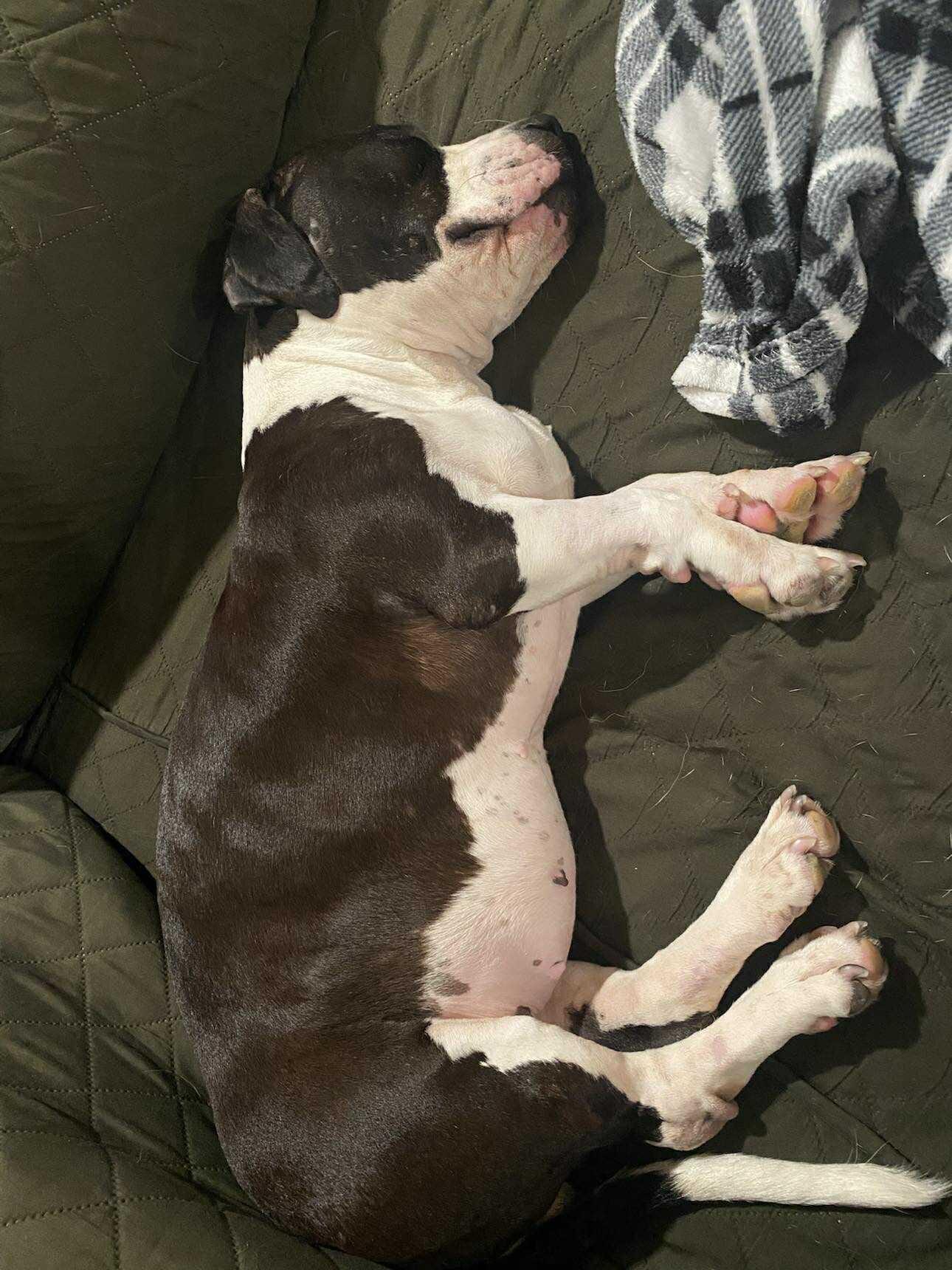 Enlarge Khora (Peachy), a Adoptable mixed breed in Yonkers, NY image 3/6