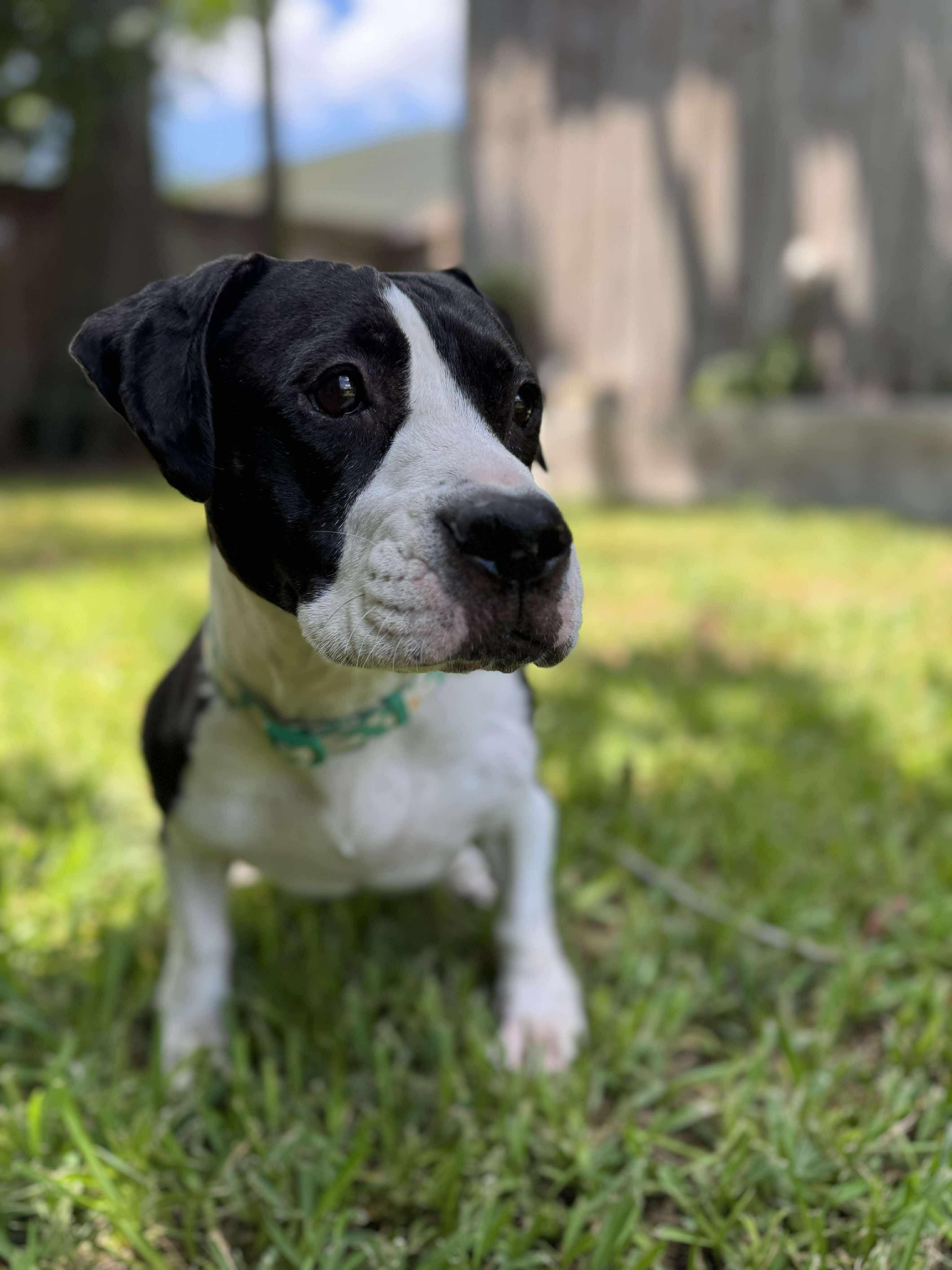 Enlarge Khora (Peachy), a Adoptable mixed breed in Yonkers, NY image 4/6