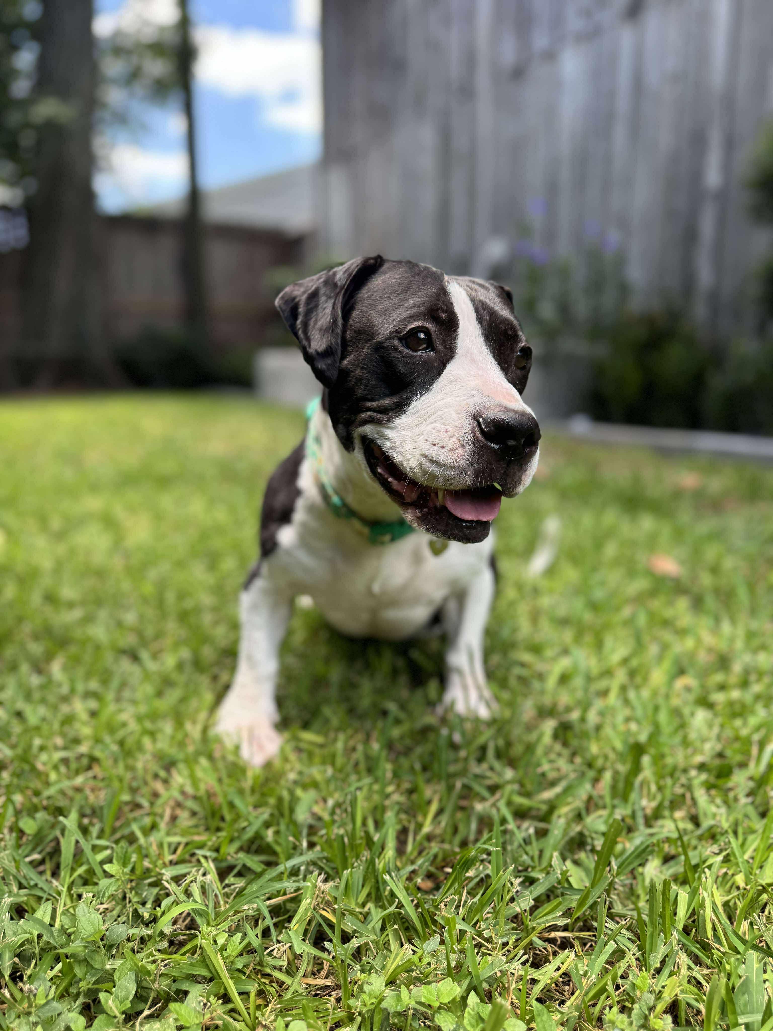 Enlarge Khora (Peachy), a Adoptable mixed breed in Yonkers, NY image 1/6