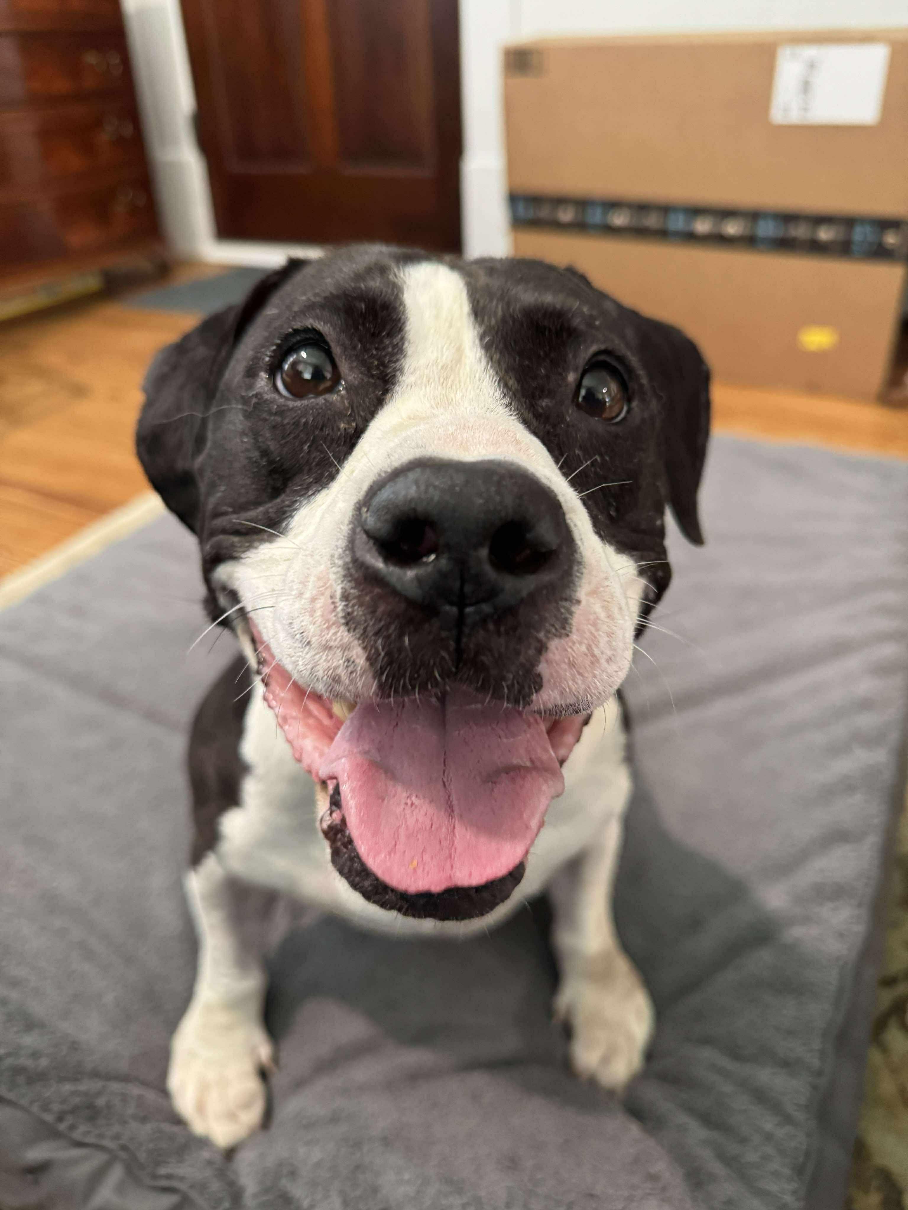 Enlarge Khora (Peachy), a Adoptable mixed breed in Yonkers, NY image 5/6