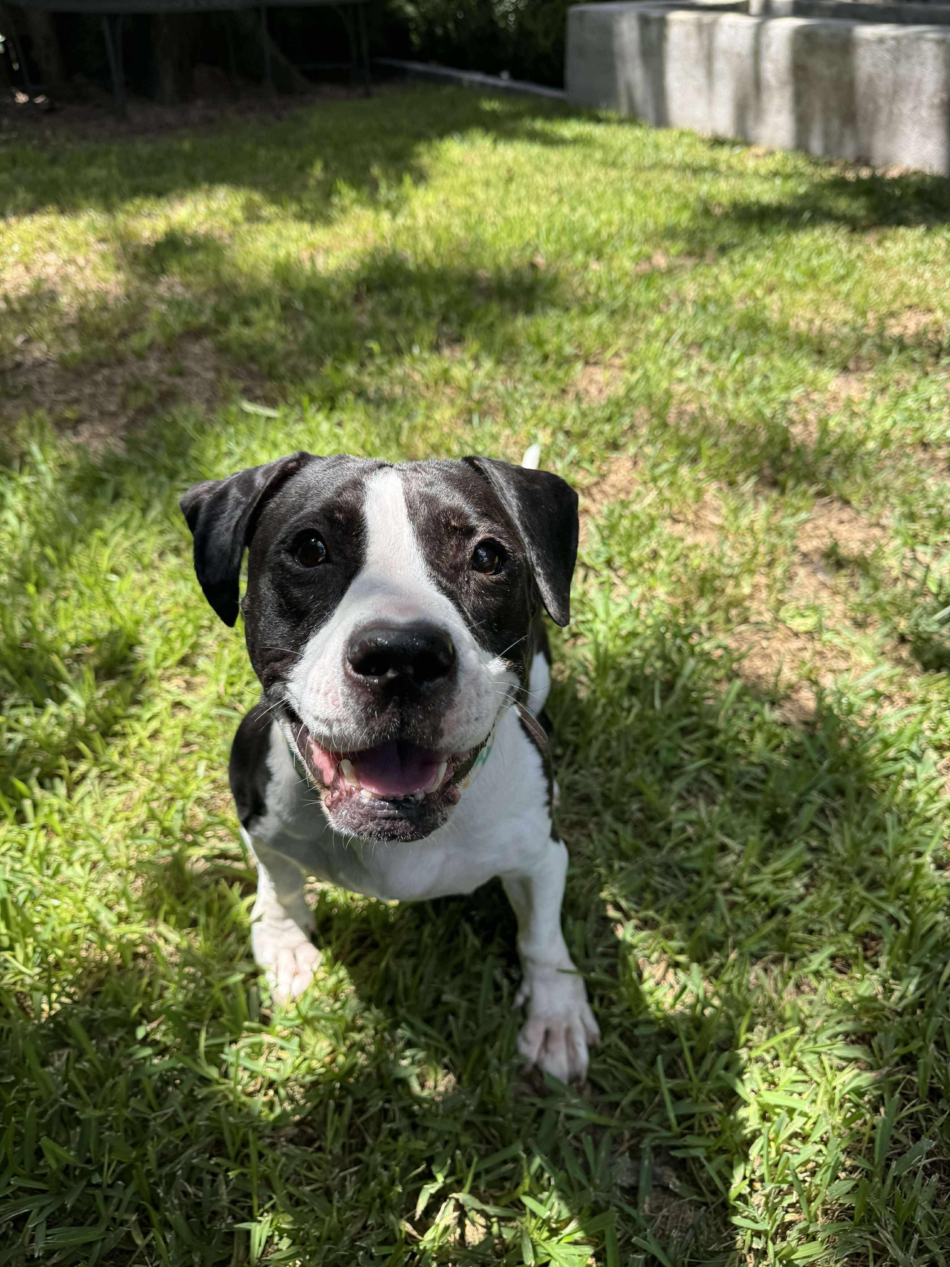 Enlarge Khora (Peachy), a Adoptable mixed breed in Yonkers, NY image 6/6