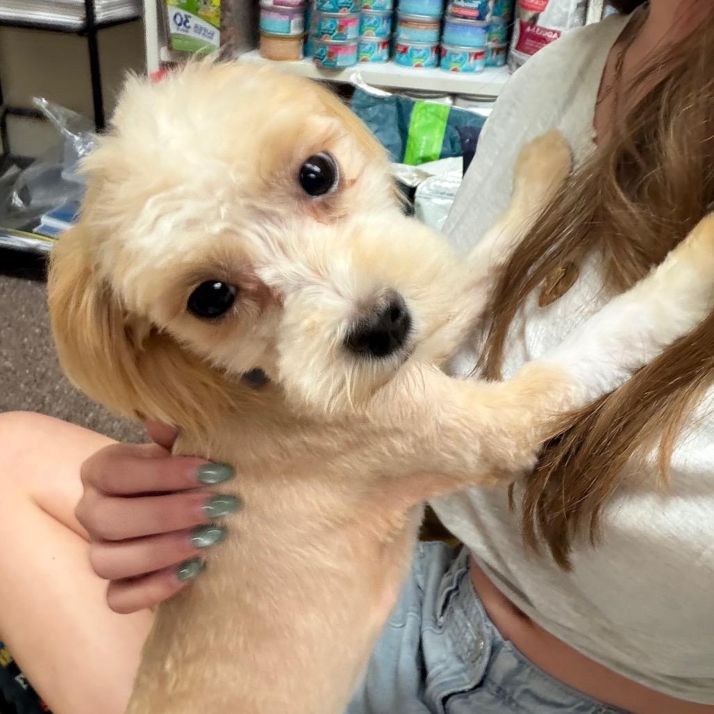 Willa C-34112, Adoptable, Young Female Maltese.