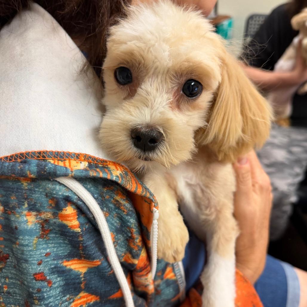 Enlarge Willa C-34112, a Adoptable Maltese in Oklahoma City, OK image 2/2