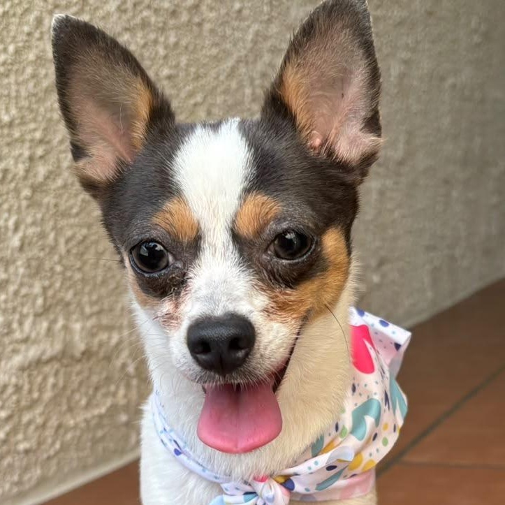 Lulu, Adopted, Adult Female Chihuahua.