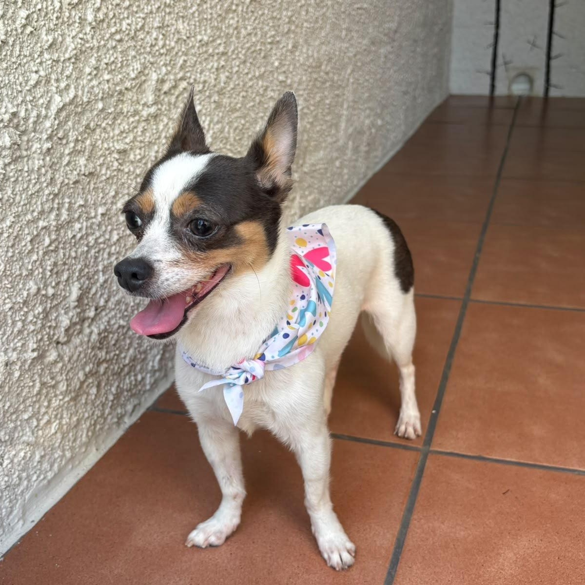 Enlarge Lulu, a Adopted mixed breed in Philadelphia, PA image 6/6