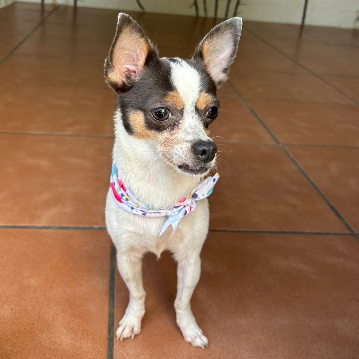 Enlarge Lulu, a Adopted mixed breed in Philadelphia, PA image 4/6