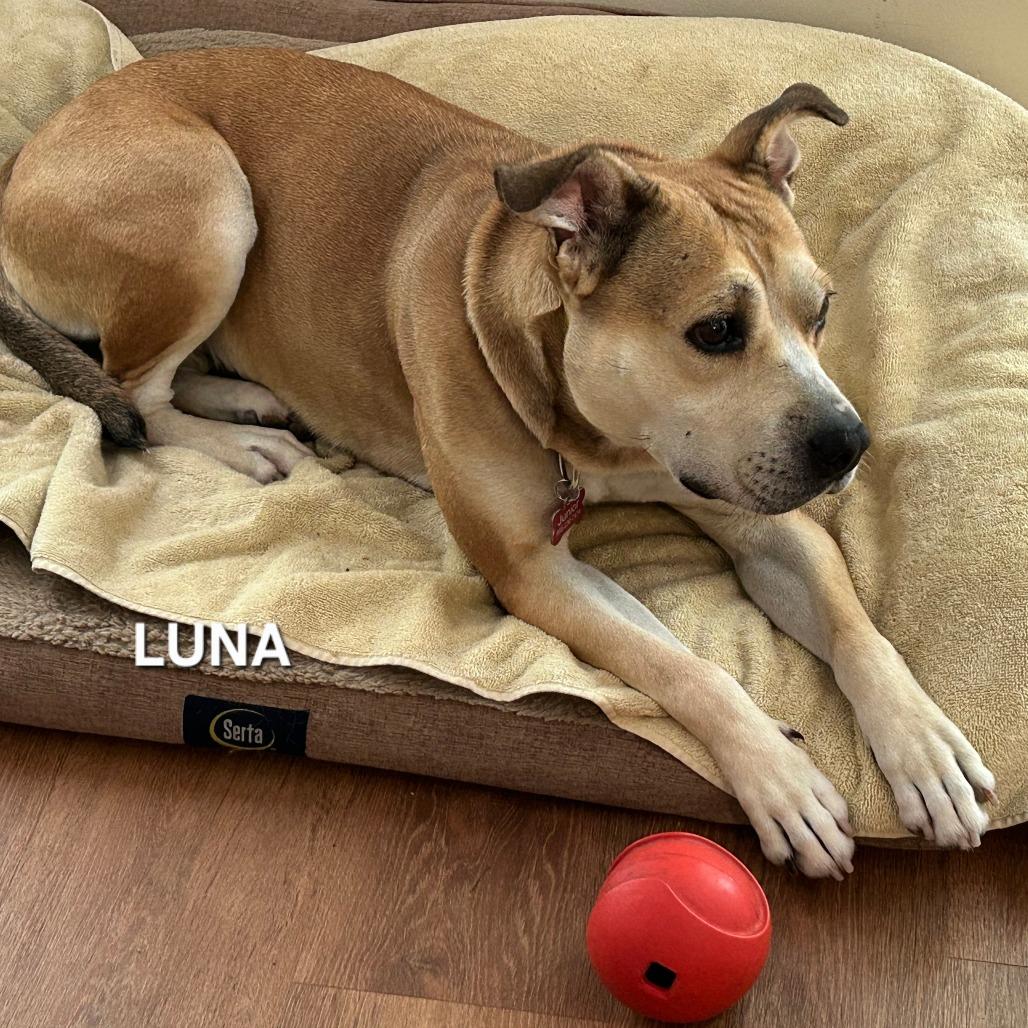 Enlarge Luna, a Adoptable mixed breed in Madisonville, TN image 2/6