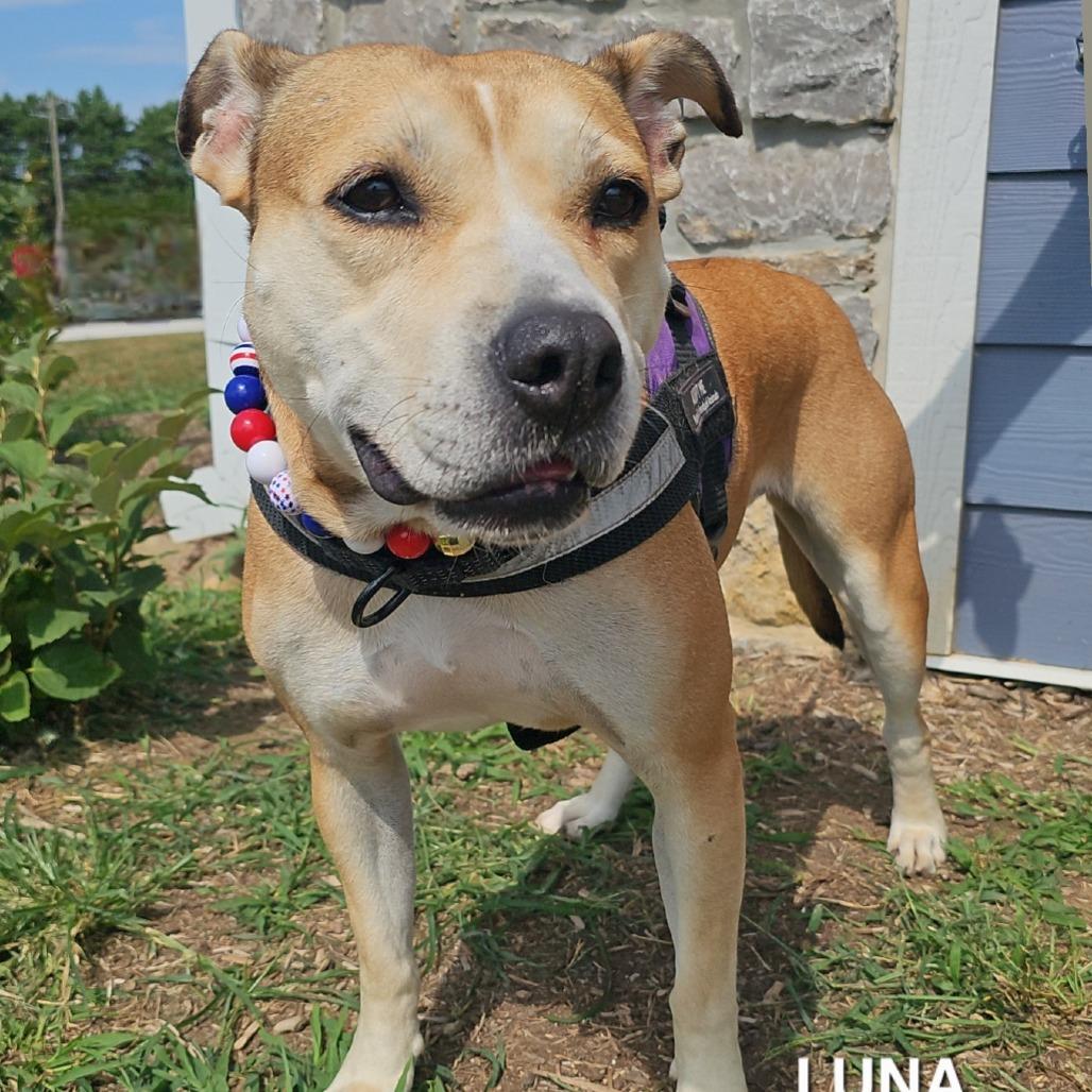 Enlarge Luna, a Adoptable mixed breed in Madisonville, TN image 4/6