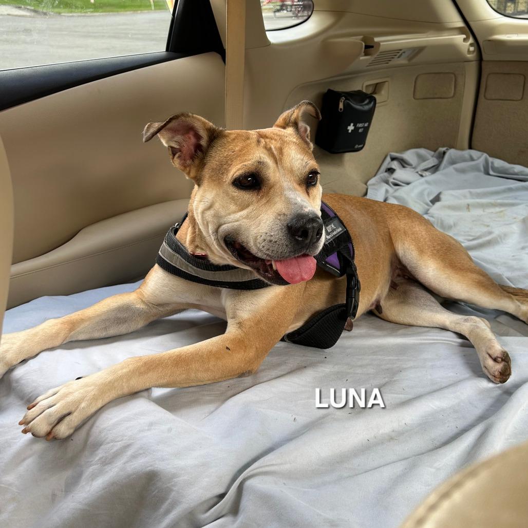 Enlarge Luna, a Adoptable mixed breed in Madisonville, TN image 6/6