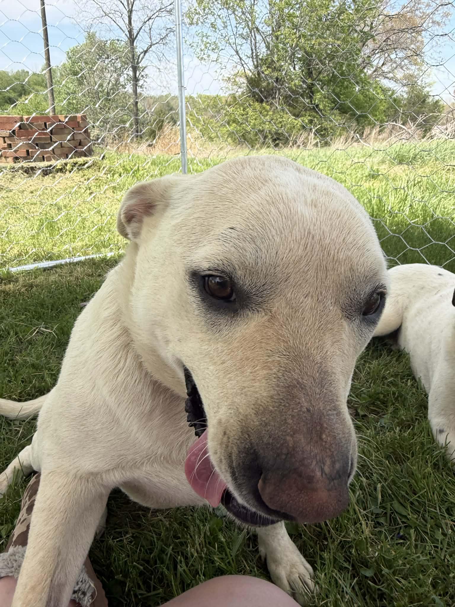 Jim Bob & Bosco, a Adoptable mixed breed in Campbellsville, KY image 6/6