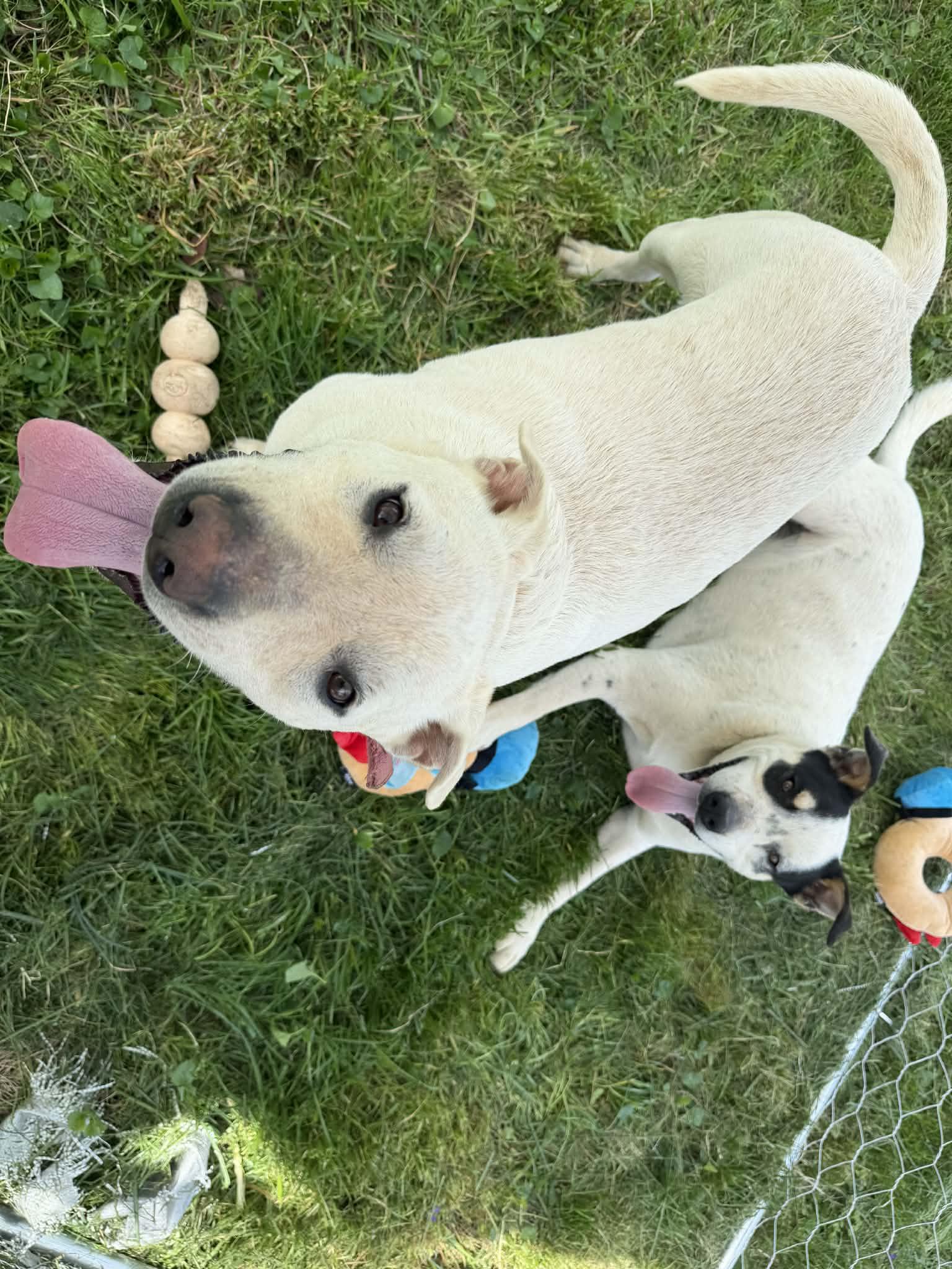 Jim Bob & Bosco, a Adoptable mixed breed in Campbellsville, KY image 2/6