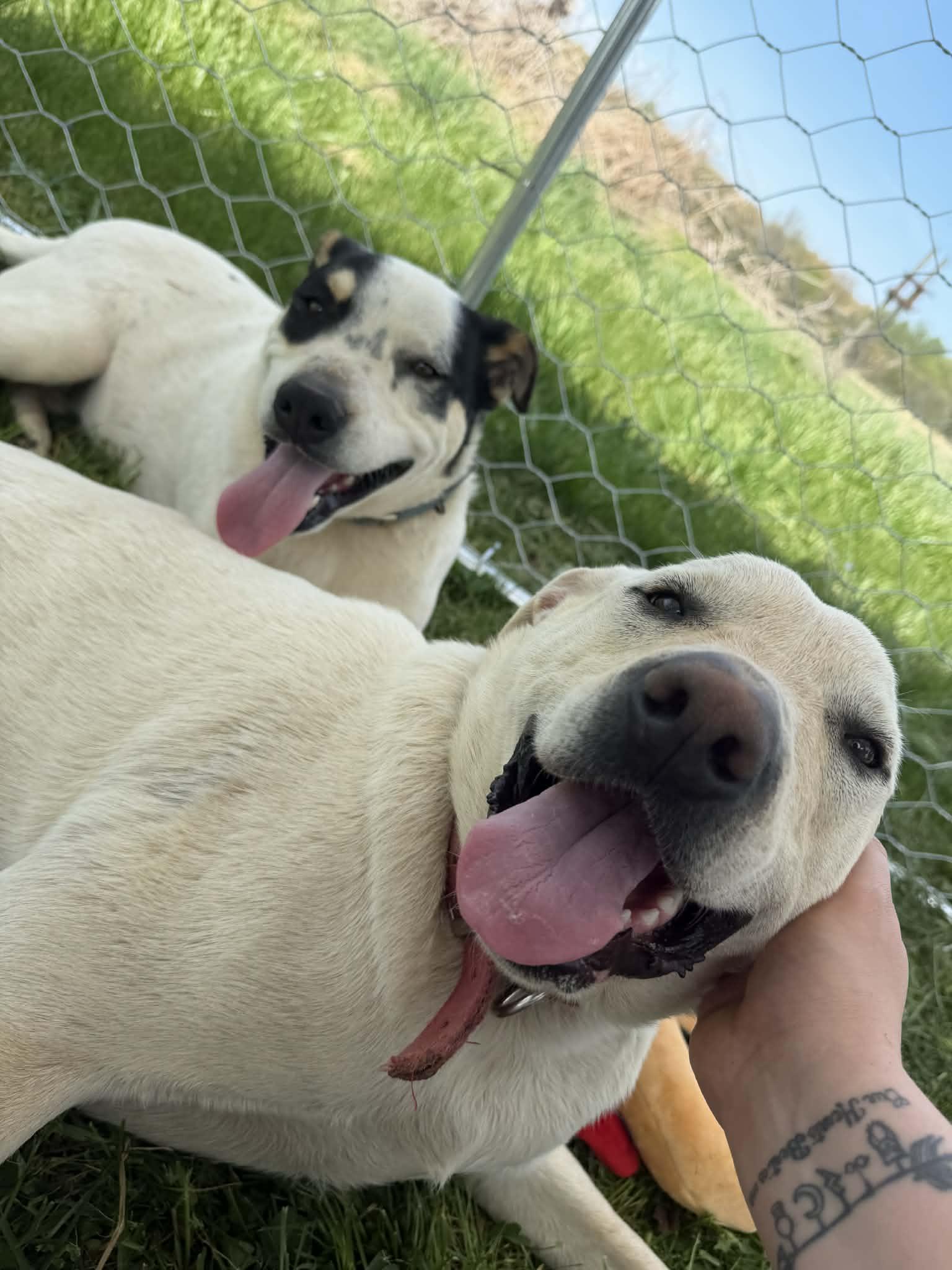 Jim Bob & Bosco, Adoptable, Adult Male Australian Cattle Dog / Blue Heeler & Labrador Retriever.