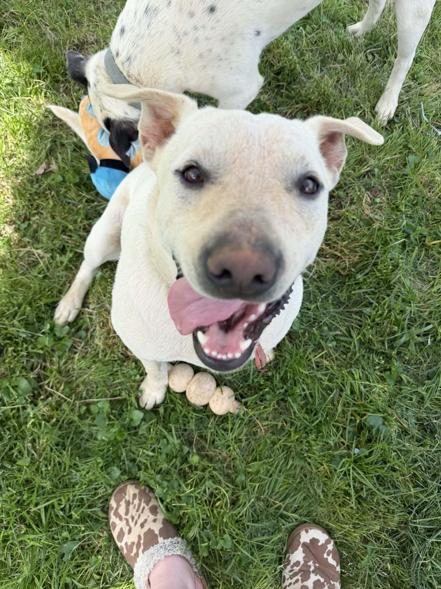 Jim Bob & Bosco, a Adoptable mixed breed in Campbellsville, KY image 4/6