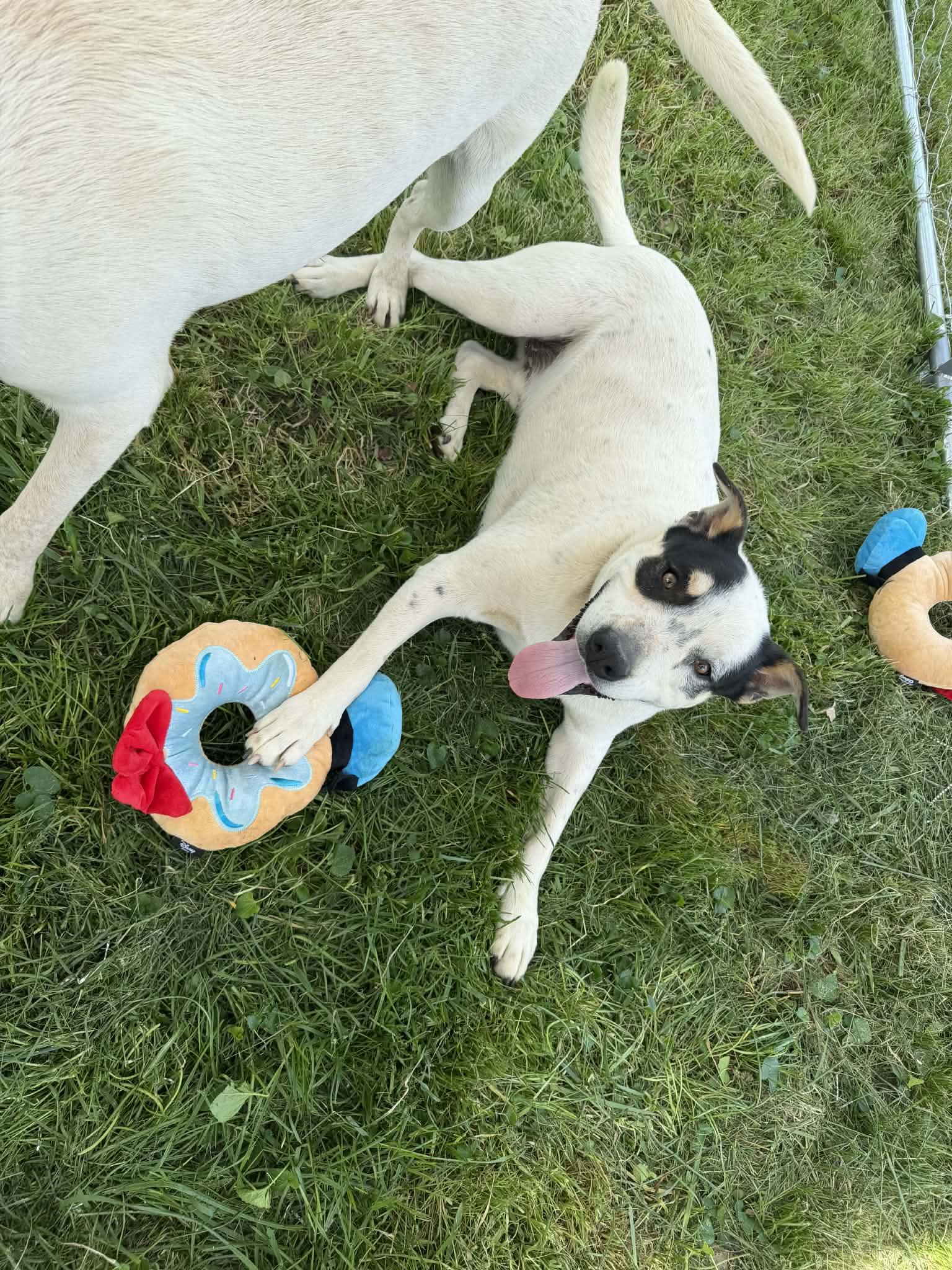 Jim Bob & Bosco, a Adoptable mixed breed in Campbellsville, KY image 5/6