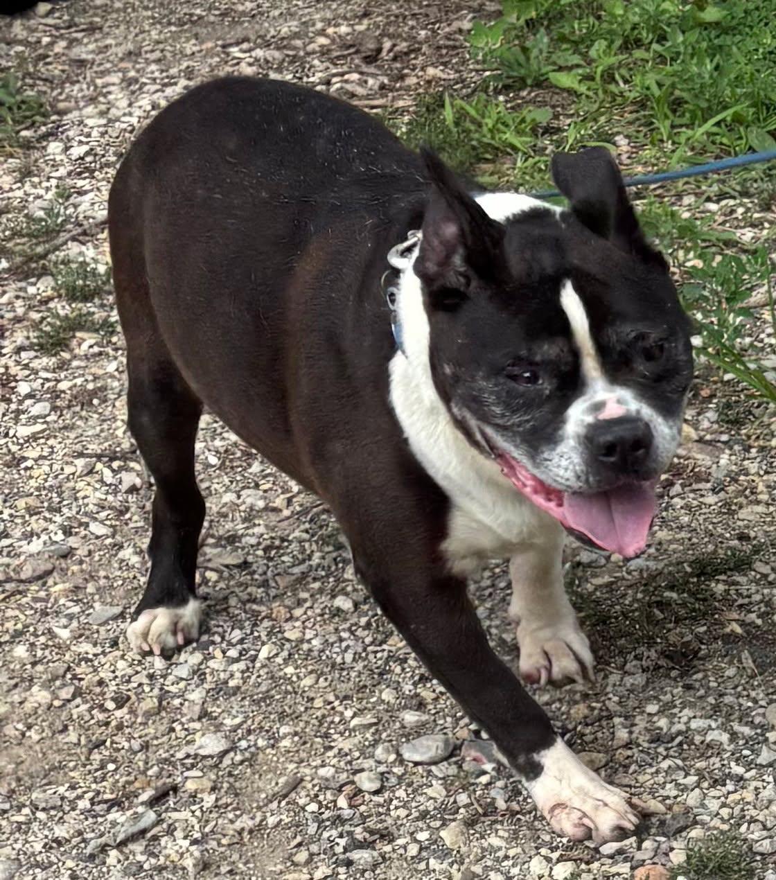 Bud, Adoptable, Senior Male Bulldog & Boston Terrier.