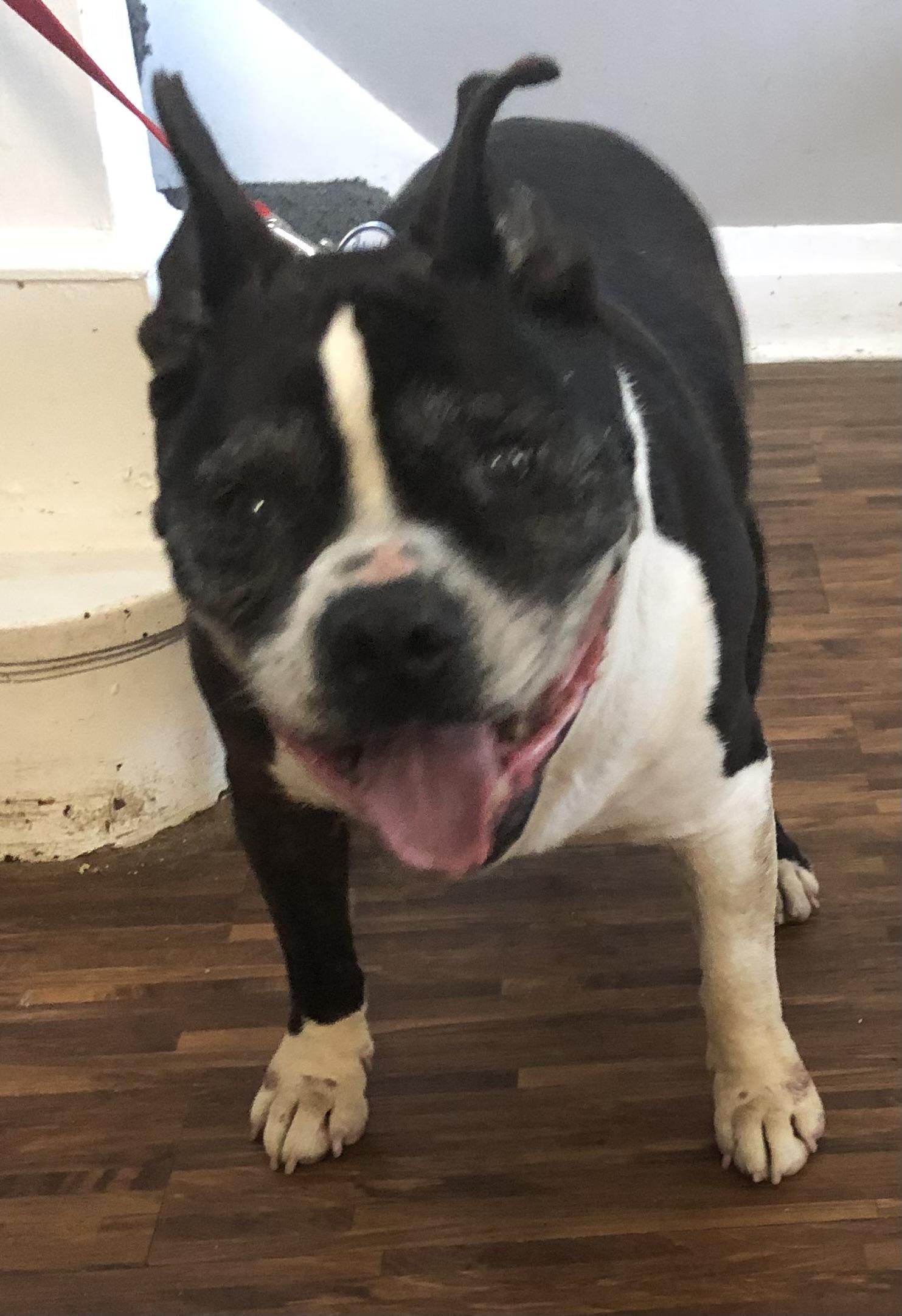 Bud, a Adoptable mixed breed in Barrington Hills, IL image 3/3