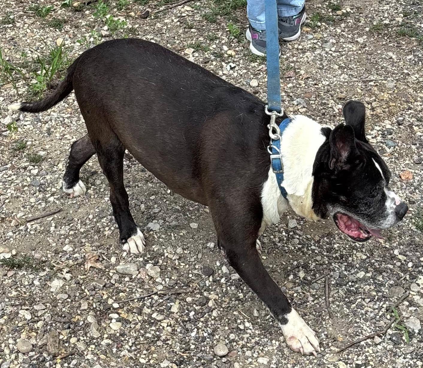 Bud, a Adoptable mixed breed in Barrington Hills, IL image 2/3
