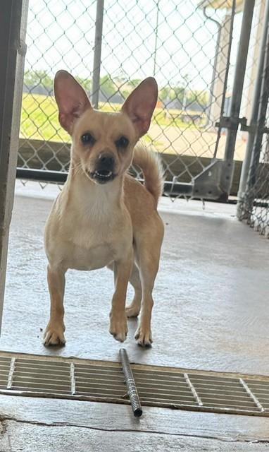 Enlarge SLINKY, a ADOPTABLE mixed breed in Lynn Haven, FL image 1/1